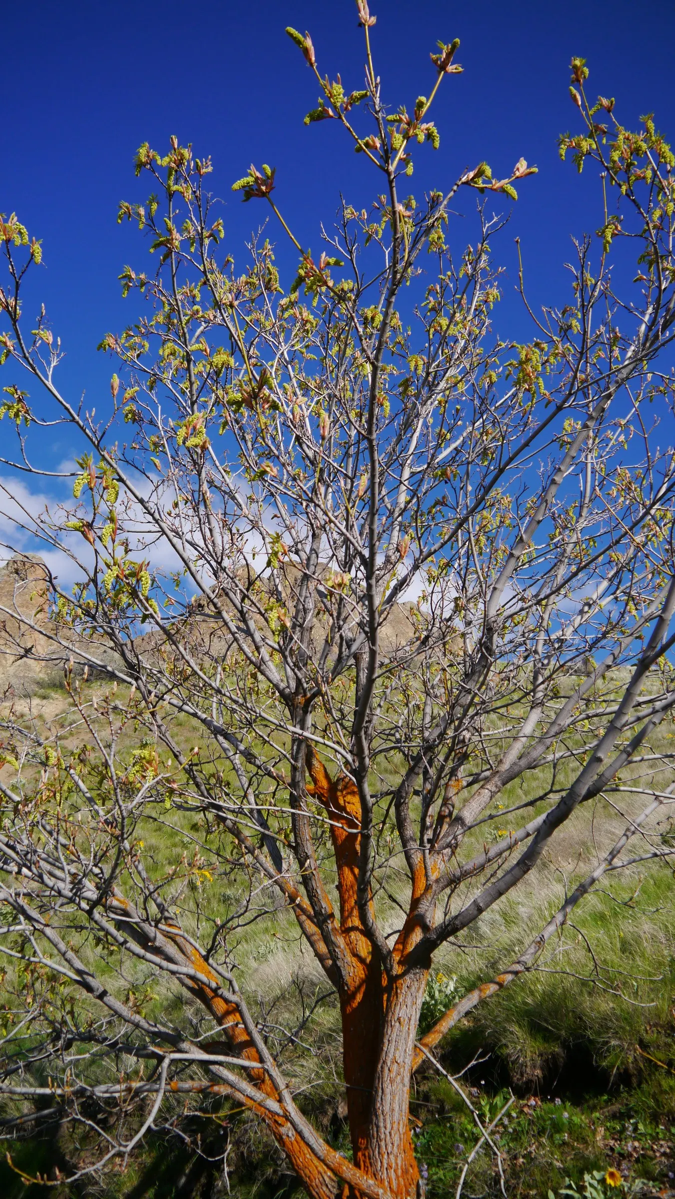 Bigleaf Maple (Acer Macrophyllum) — is a deciduous tree notable for its expansive