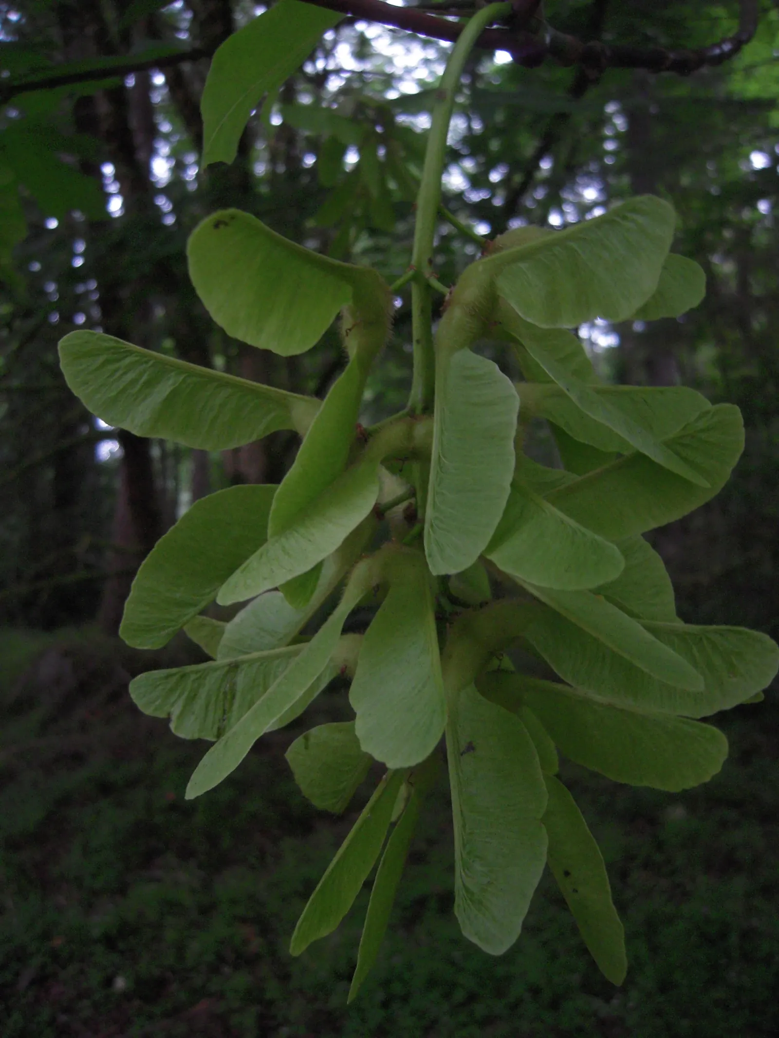 Bigleaf Maple (Acer Macrophyllum) — commonly known as Bigleaf Maple; it thrives in the moist, well-drained soils of its native Pacific Northwest, image 53
