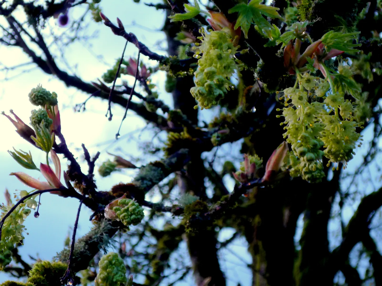 Bigleaf Maple (Acer Macrophyllum) — well-drained soils accompanied by full sun to partial shade exposure