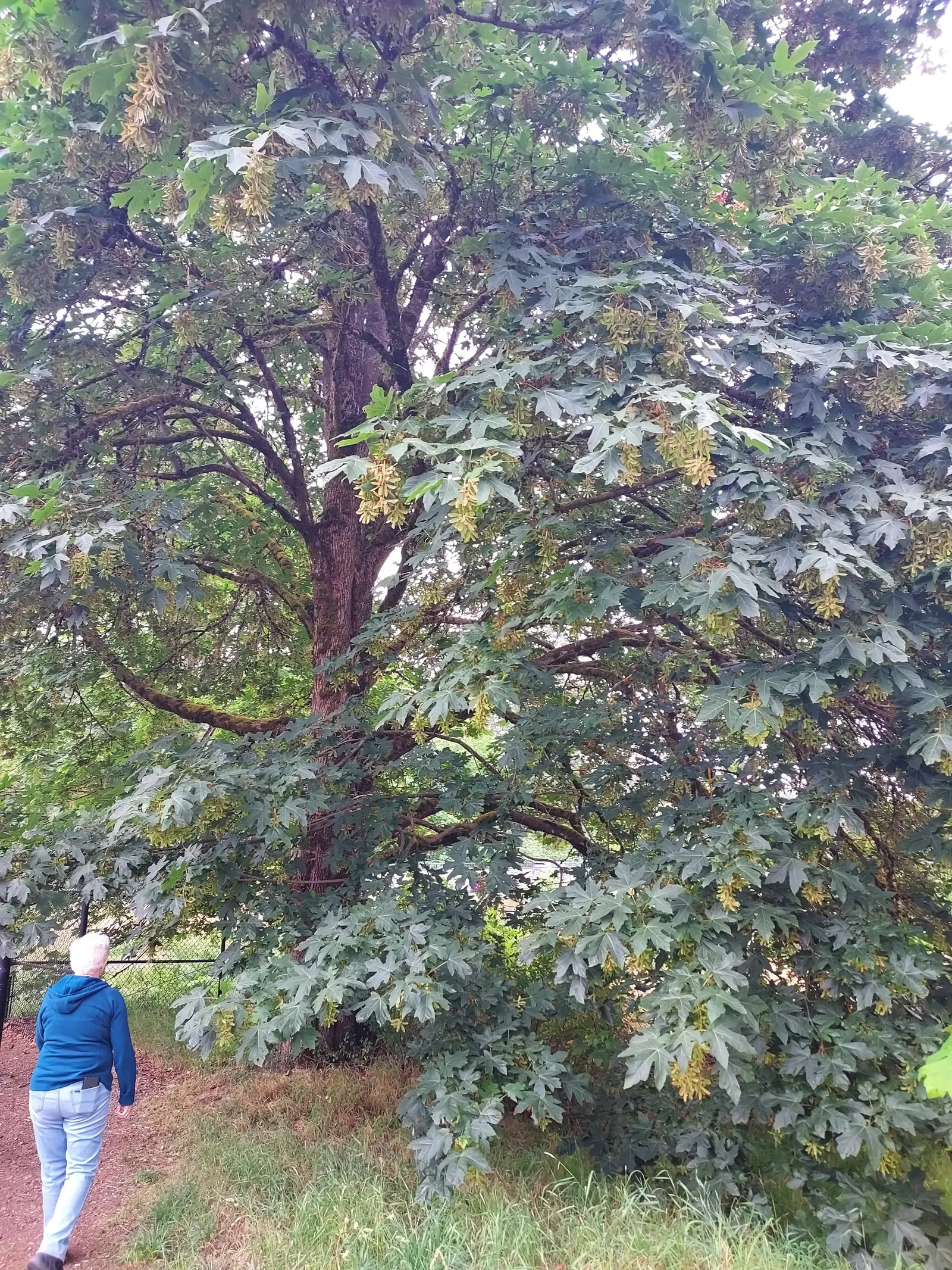Bigleaf Maple (Acer Macrophyllum) — The Bigleaf Maple (Acer macrophyllum); commonly known as Bigleaf Maple, image 60