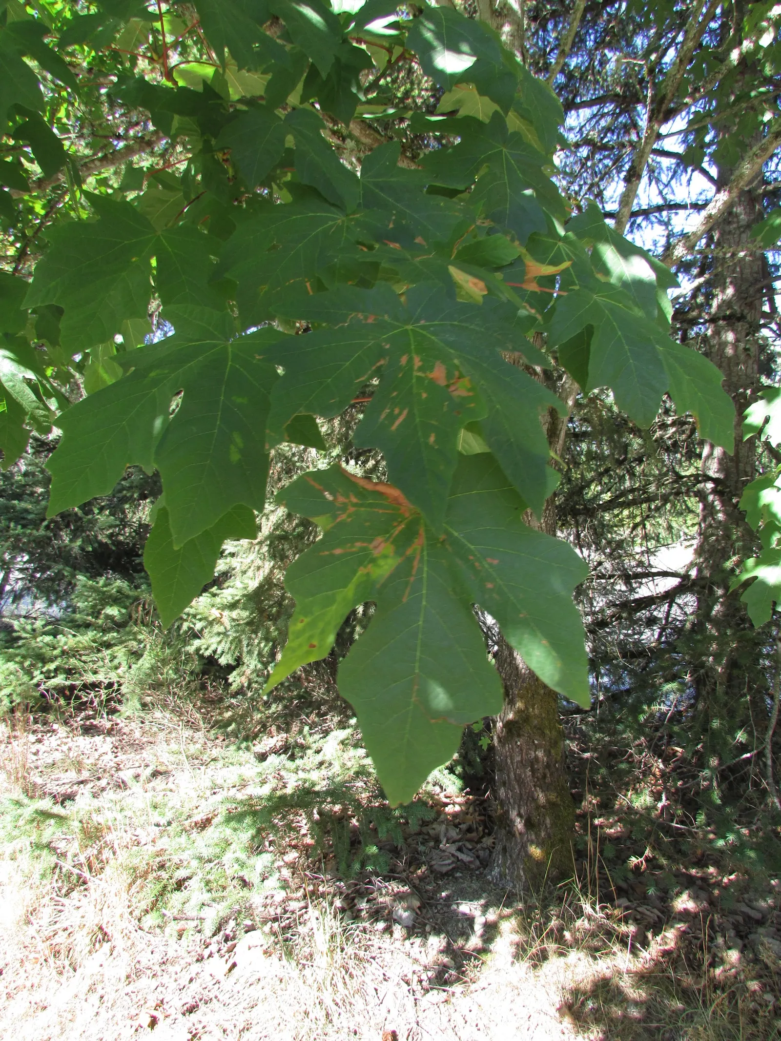 Bigleaf Maple (Acer Macrophyllum) — commonly known as Bigleaf Maple