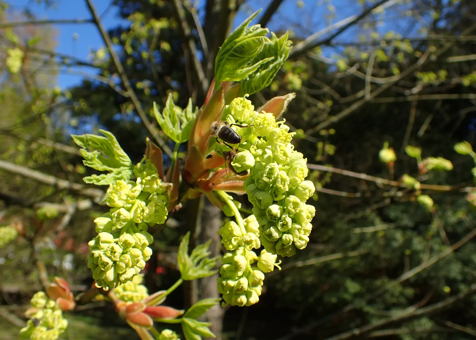 Bigleaf Maple (Acer Macrophyllum) — spanning up to 12 inches across; the Bigleaf Maple's tendency to grow in a multi-stemmed form can be visually, image 55