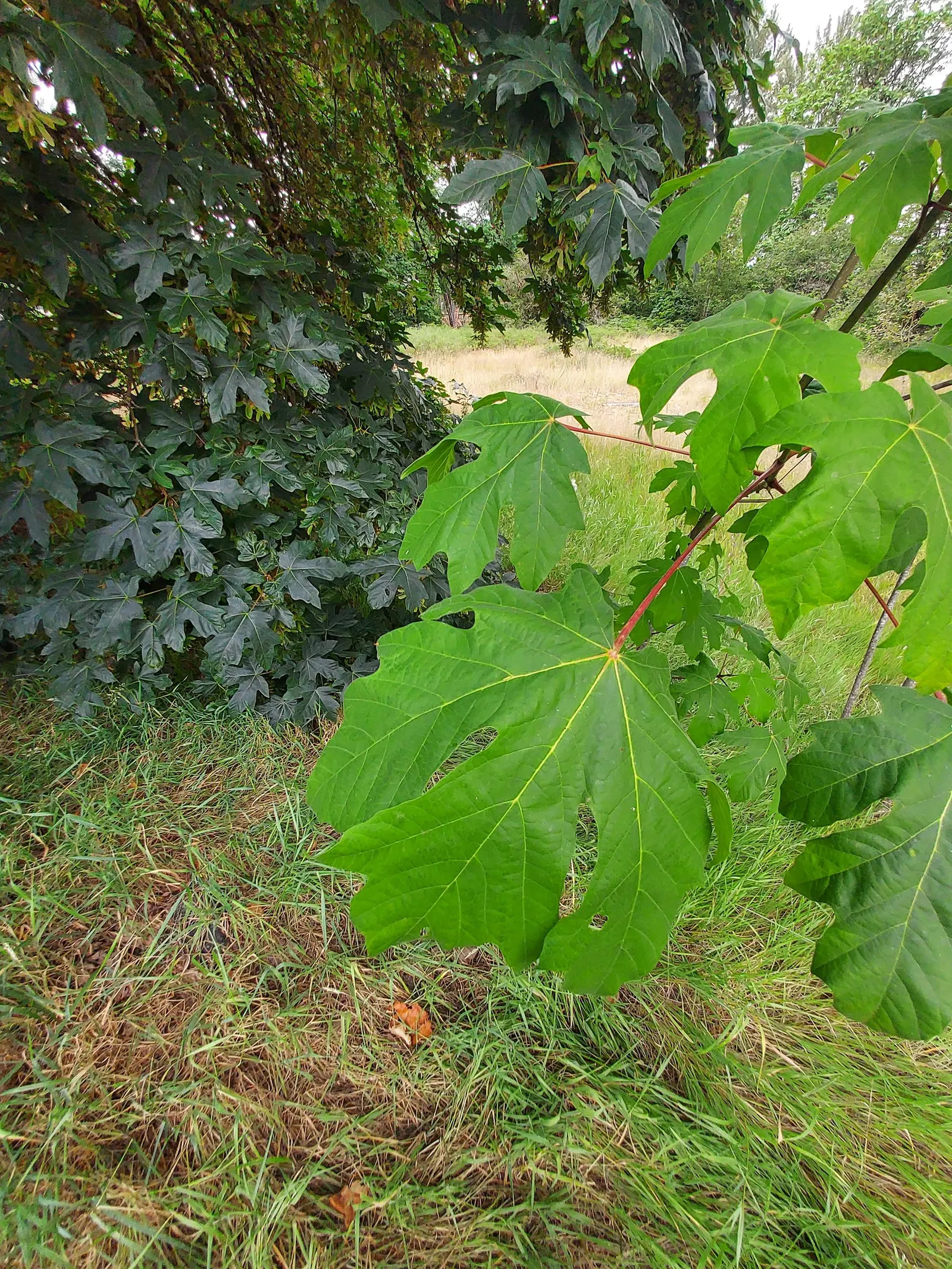 Bigleaf Maple (Acer Macrophyllum) — demanding ample space to flourish.<br><br>Springtime unveils clusters of chartreuse flowers; yellow flowers in, image 67