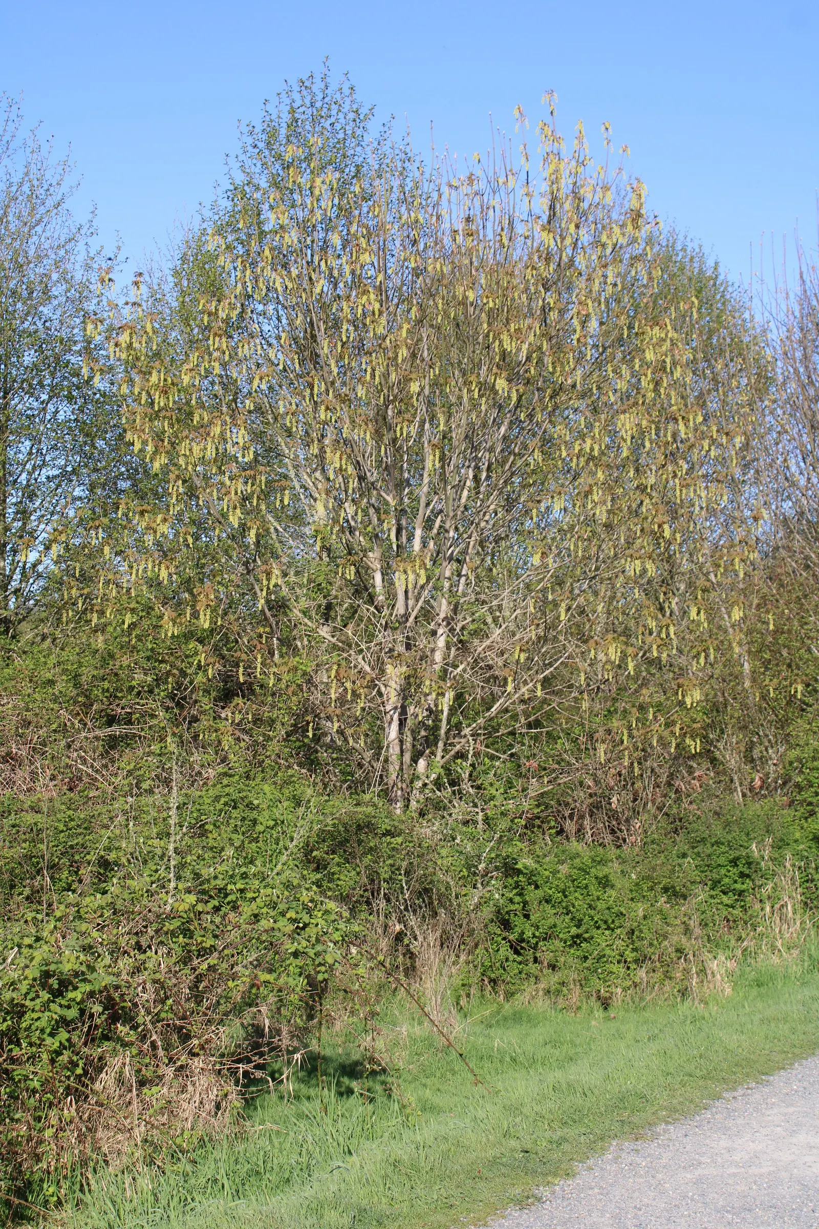 Bigleaf Maple (Acer Macrophyllum) — spanning up to 12 inches across