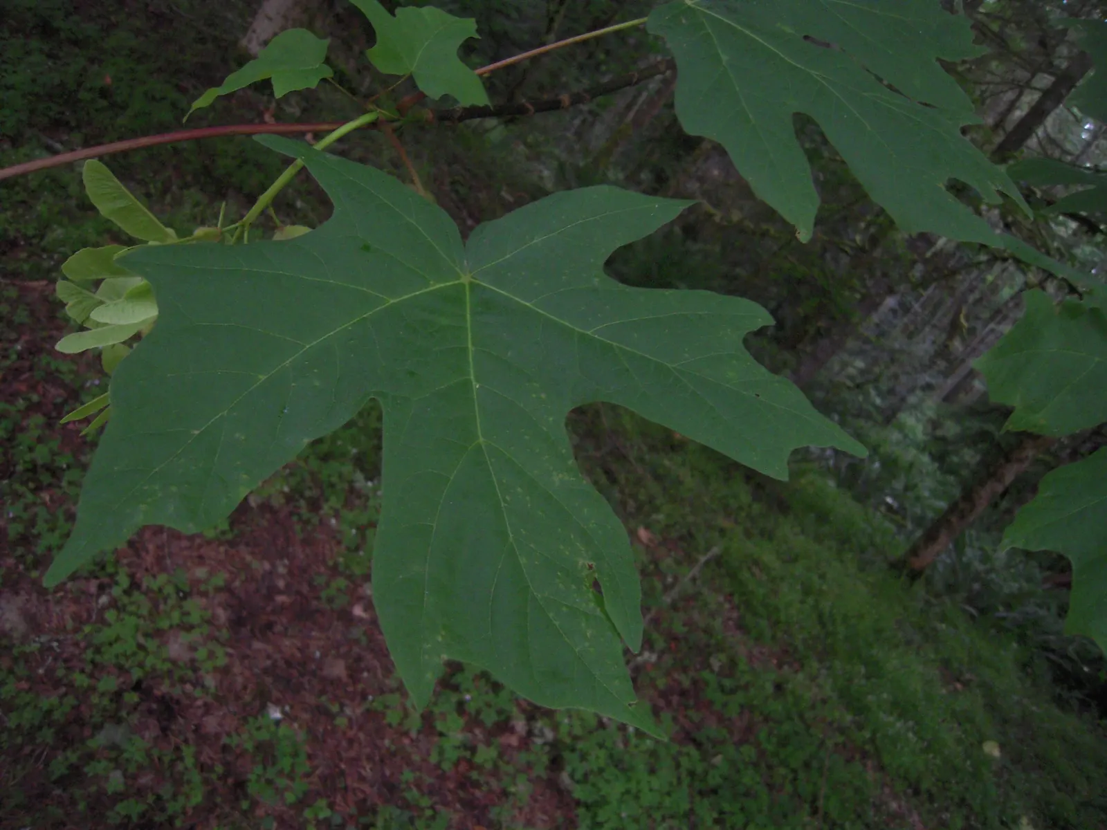 Bigleaf Maple (Acer Macrophyllum) — tree for full or half or shade; thus enhancing biodiversity within its vicinity