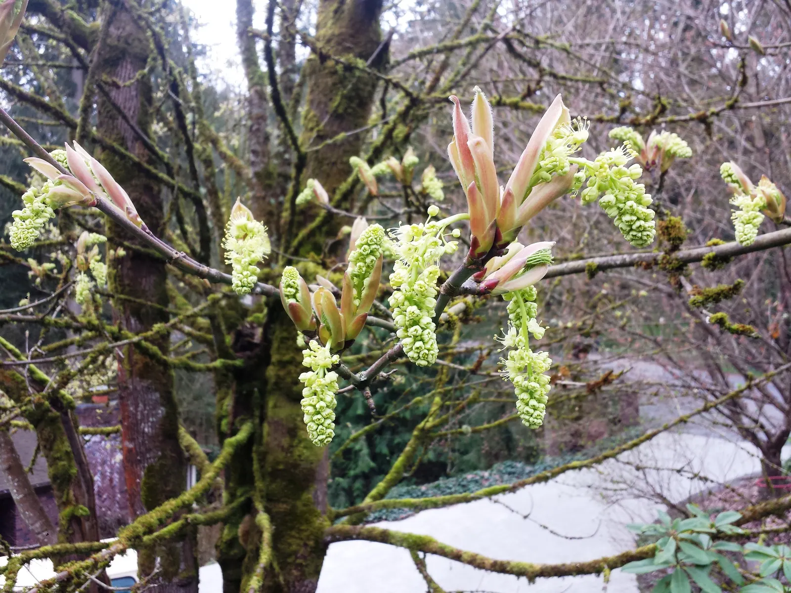 Bigleaf Maple (Acer Macrophyllum) — It thrives in the moist, well-drained soils of its native Pacific Northwest; tree with yellow blooms, image 56