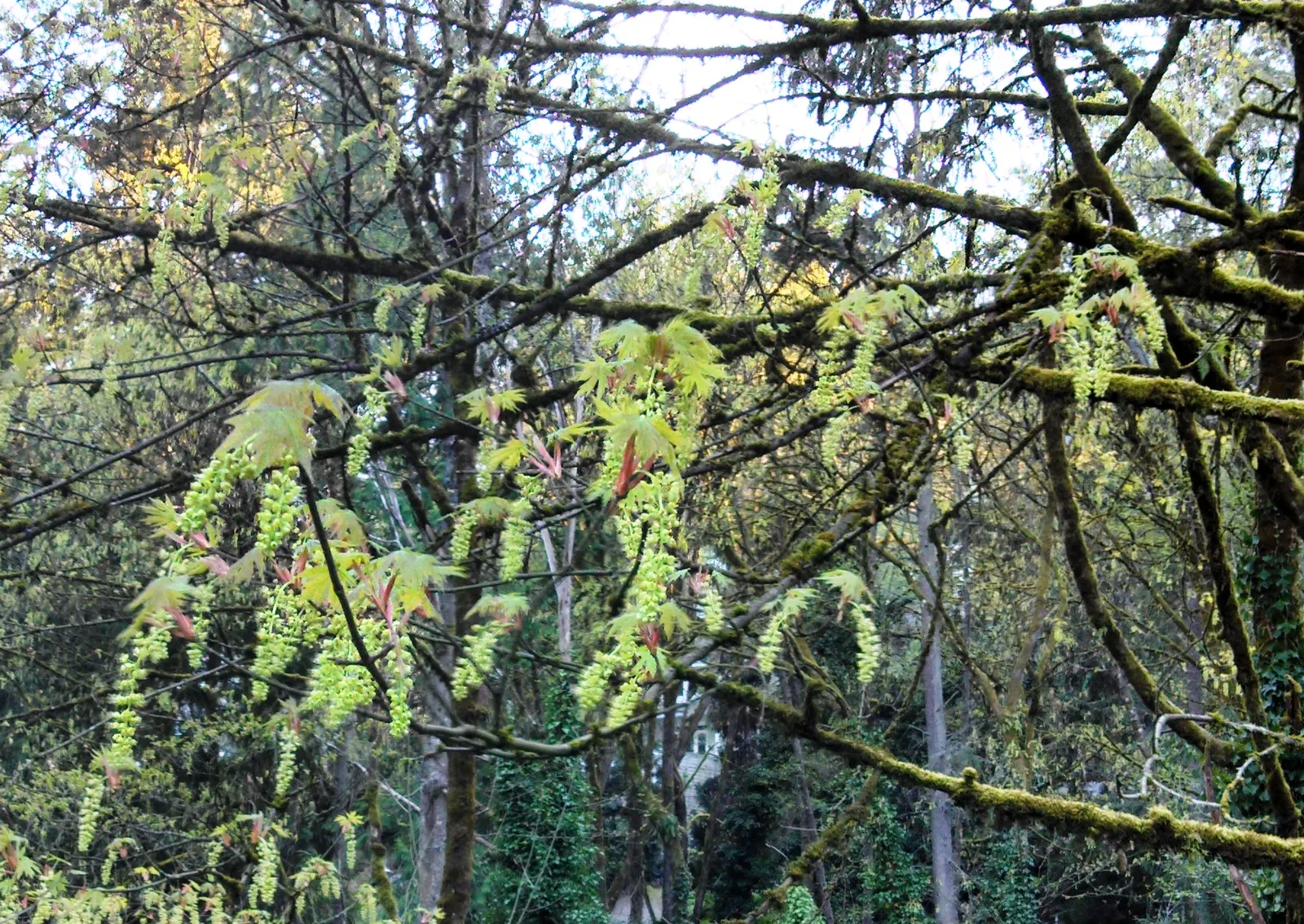 Bigleaf Maple (Acer Macrophyllum) — With a mature height of 40-100 feet and a canopy width of up to 50 feet, it provides dense shade; in spring, image 57