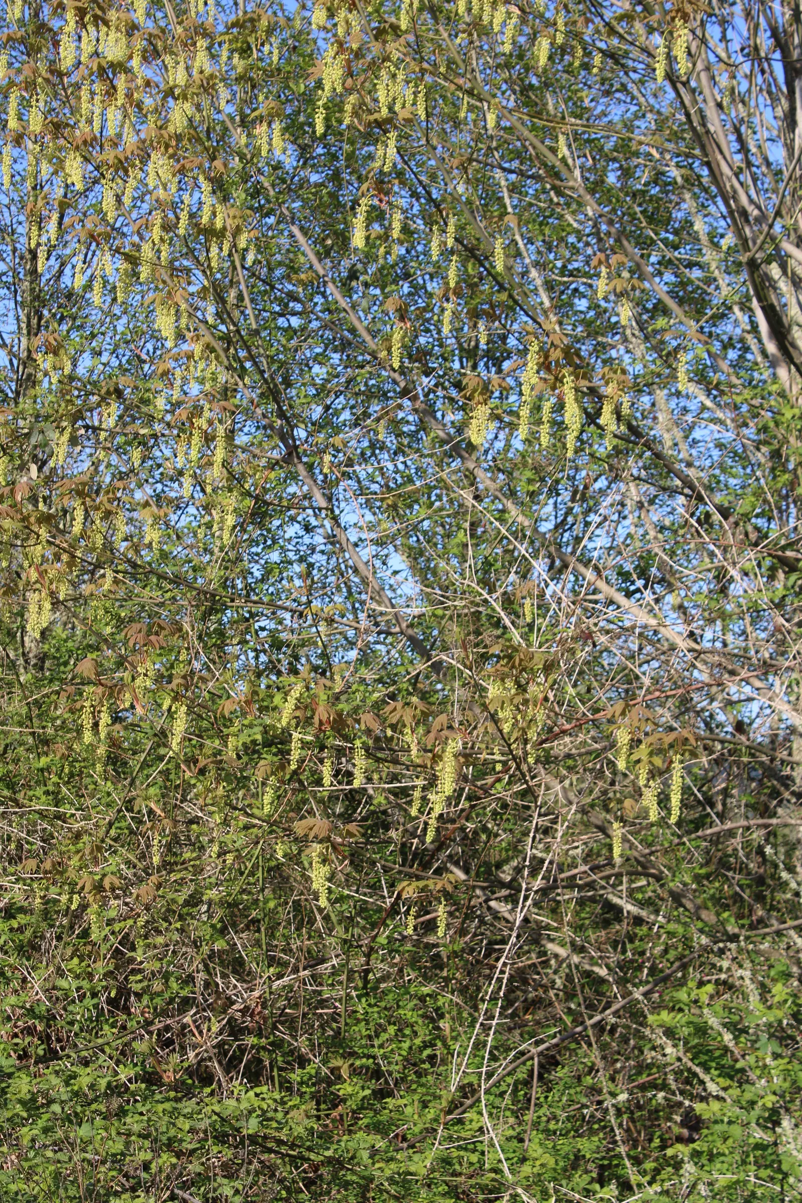 Bigleaf Maple (Acer Macrophyllum) — Ideal for spacious landscapes