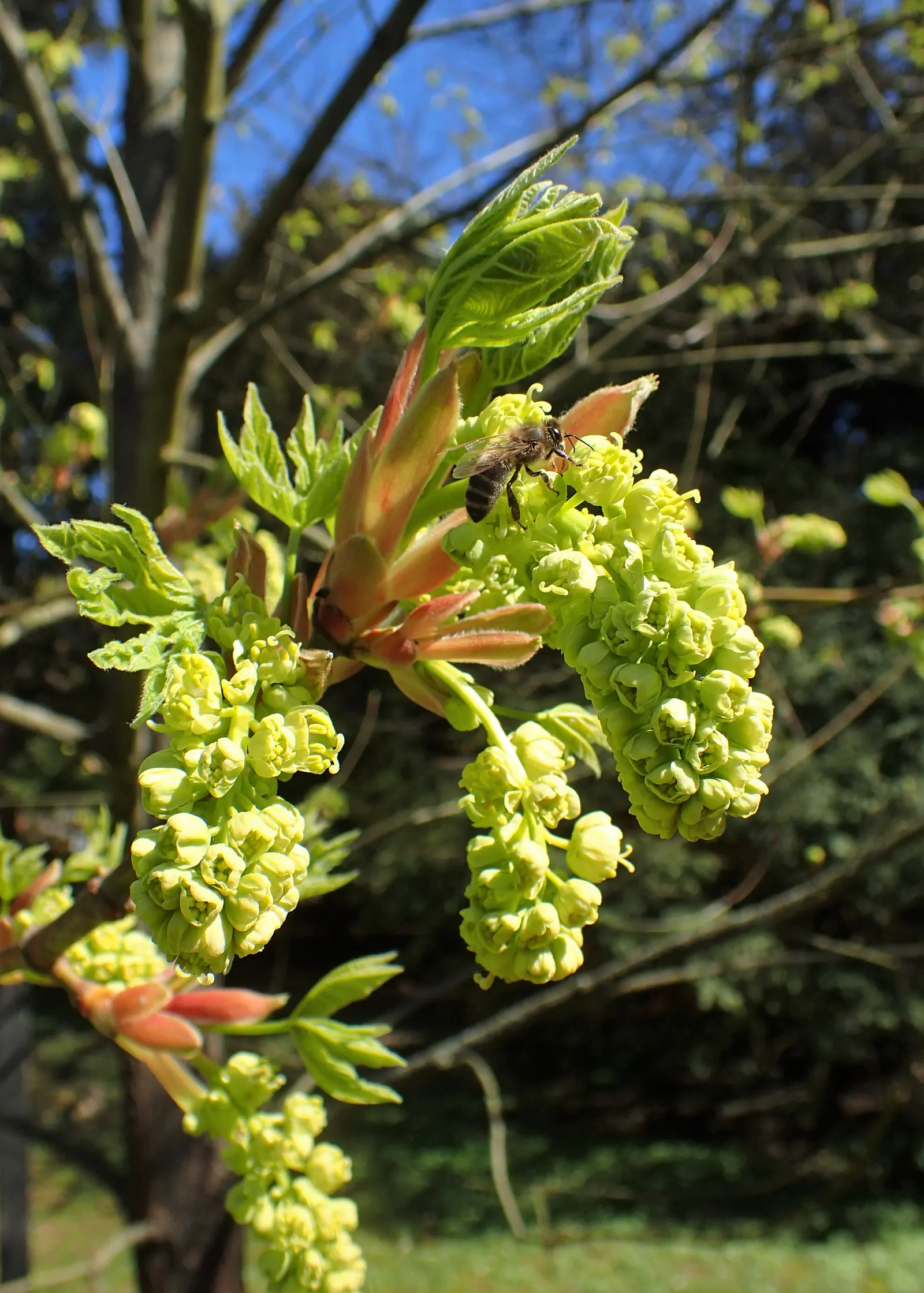 Bigleaf Maple (Acer Macrophyllum) — The Bigleaf Maple's tendency to grow in a multi-stemmed form can be visually striking; well-drained soils accompanied by