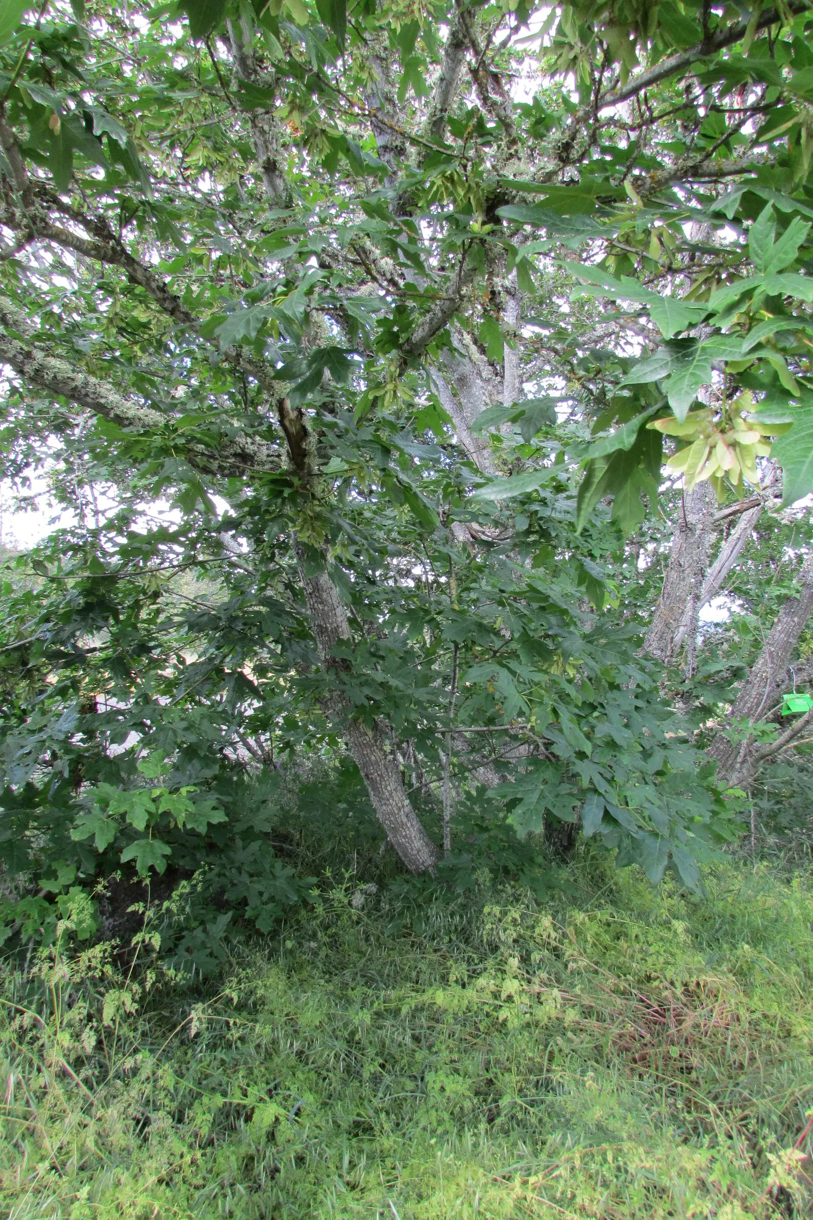 Bigleaf Maple (Acer Macrophyllum) — is a deciduous tree notable for its expansive; this species is characterized by its expansive, image 54