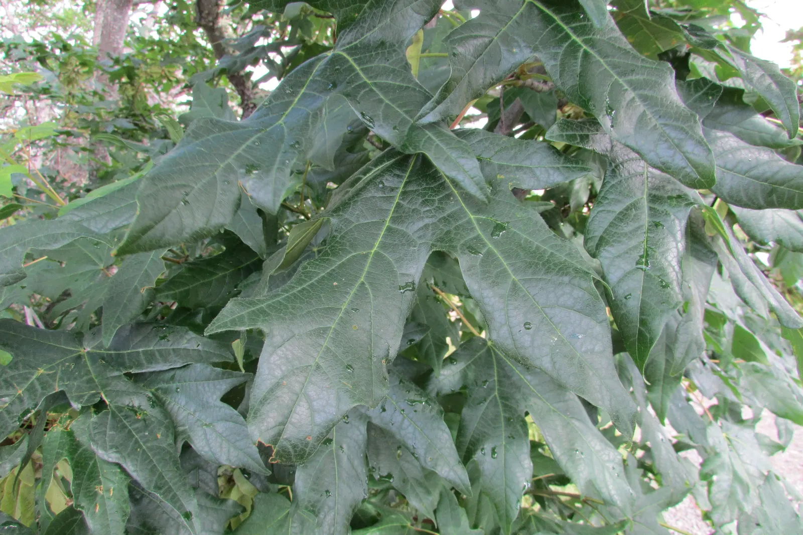 Bigleaf Maple (Acer Macrophyllum) — With a mature height of 40-100 feet and a canopy width of up to 50 feet, it provides dense shade