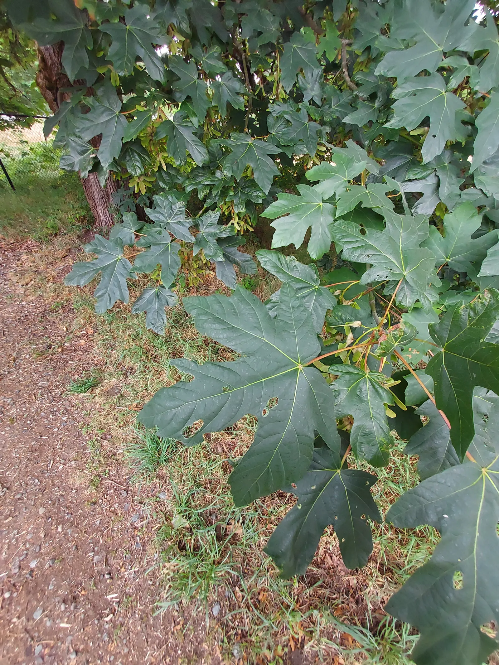 Bigleaf Maple (Acer Macrophyllum) — a magnificent deciduous tree native to the western coast of North America; the Bigleaf Maple (Acer macrophyllum), image 61