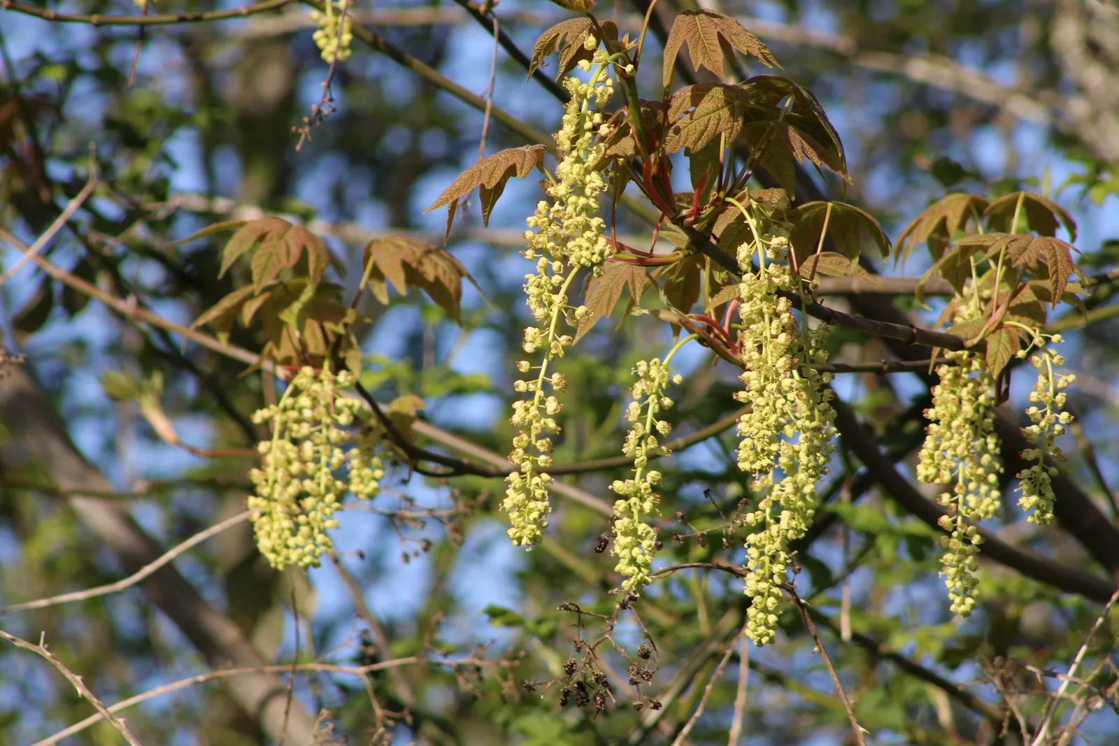 Bigleaf Maple (Acer Macrophyllum) — The Bigleaf Maple (Acer macrophyllum)