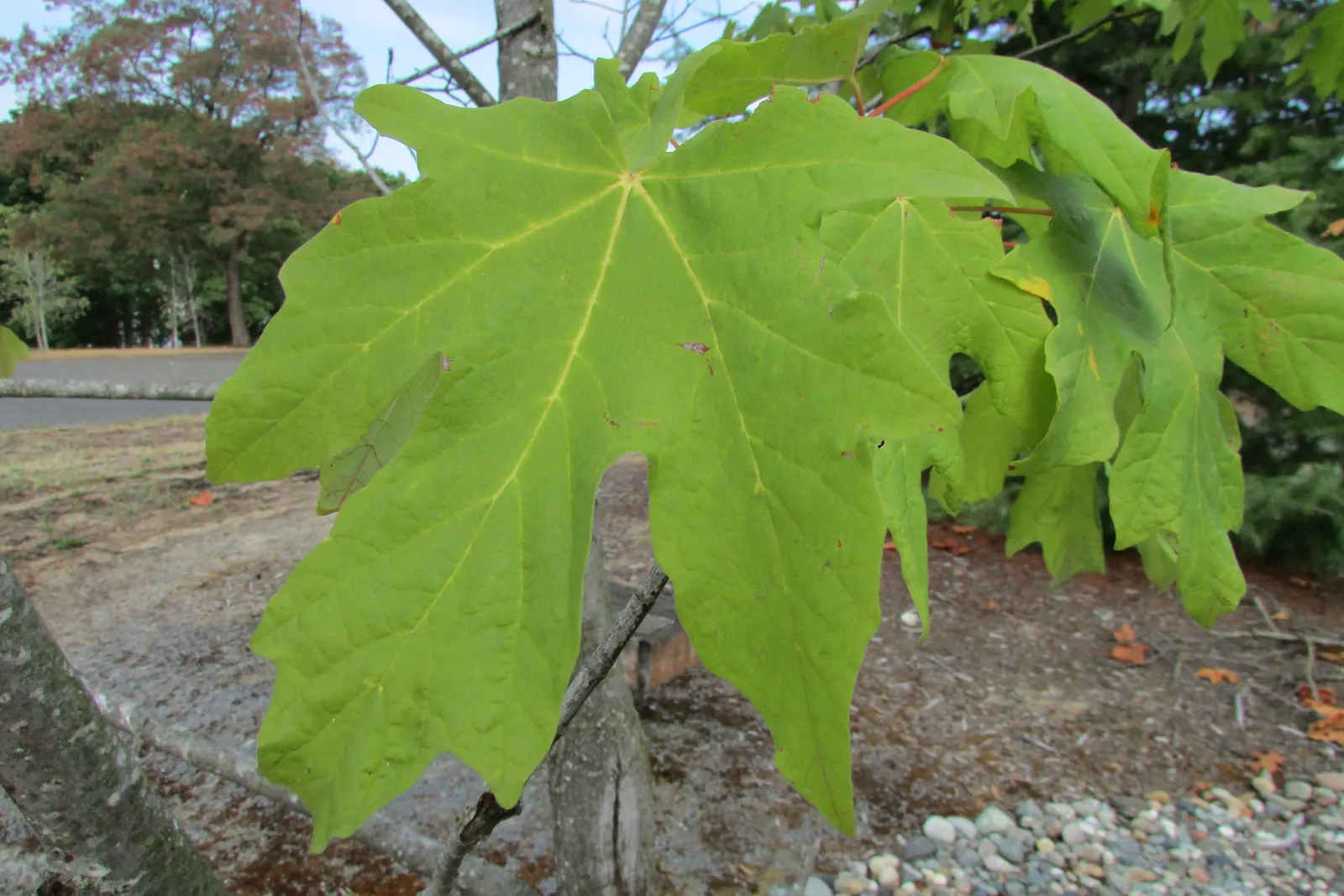 Bigleaf Maple (Acer Macrophyllum) — is esteemed for its grandeur and ecological contribution; demanding ample space to flourish.<br><br>Springtime unveils