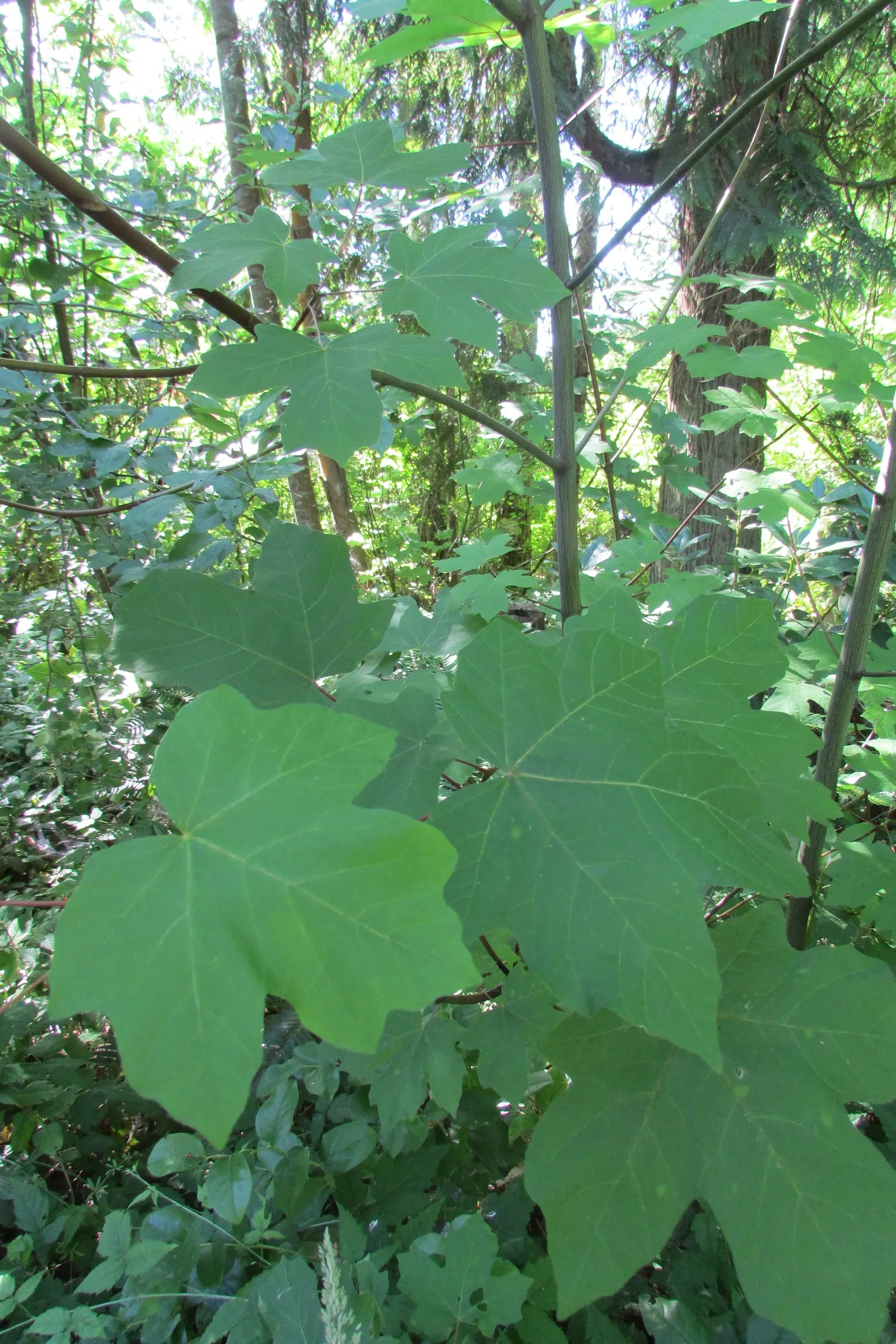 Bigleaf Maple (Acer Macrophyllum) — tree with yellow blooms