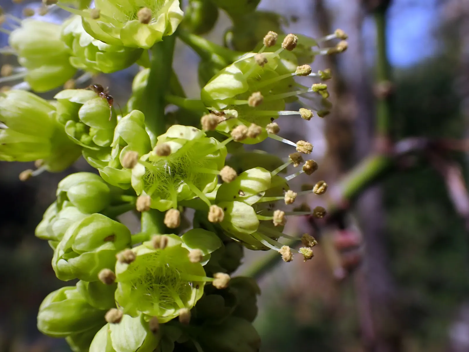 Bigleaf Maple (Acer Macrophyllum) — It thrives in the moist, well-drained soils of its native Pacific Northwest