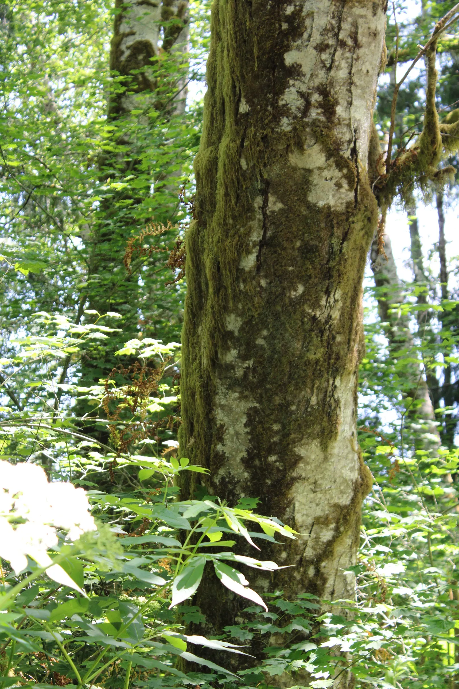 Bigleaf Maple (Acer Macrophyllum) — The Bigleaf Maple (Acer macrophyllum); commonly known as Bigleaf Maple
