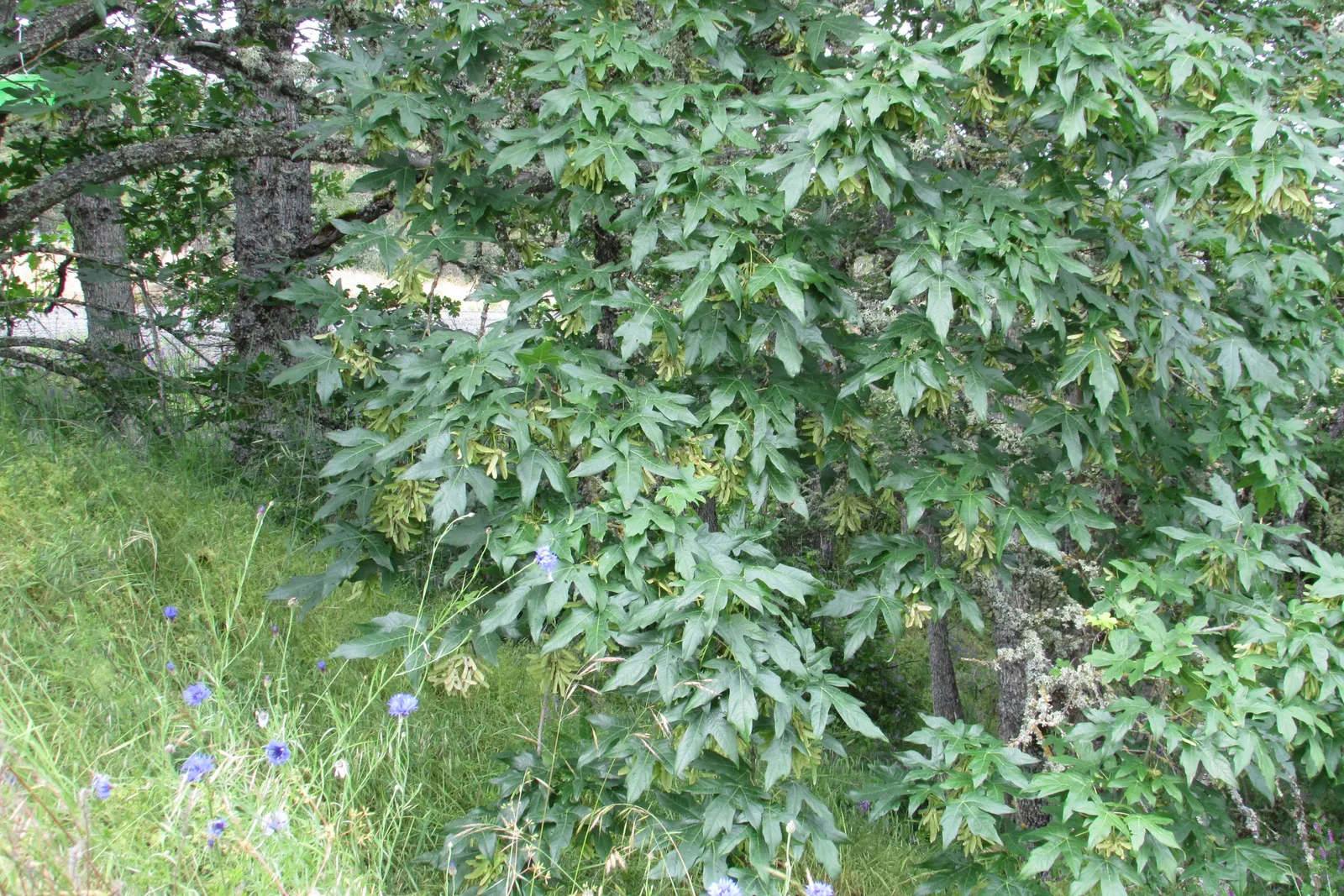 Bigleaf Maple (Acer Macrophyllum) — This species is characterized by its expansive; the Bigleaf Maple is lauded for its capacity to sustain a variety of