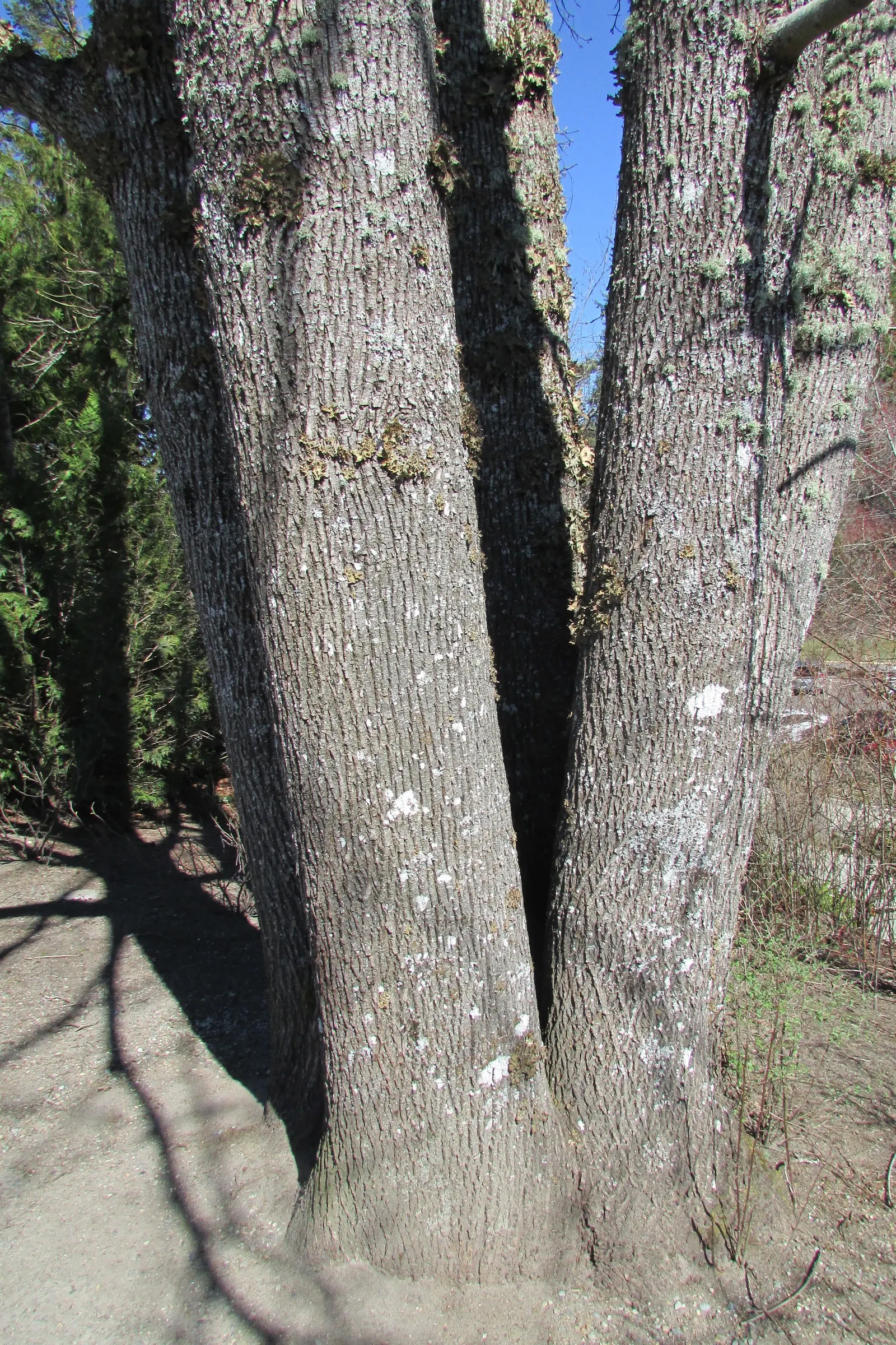 Bigleaf Maple (Acer Macrophyllum) — tree for full or half or shade