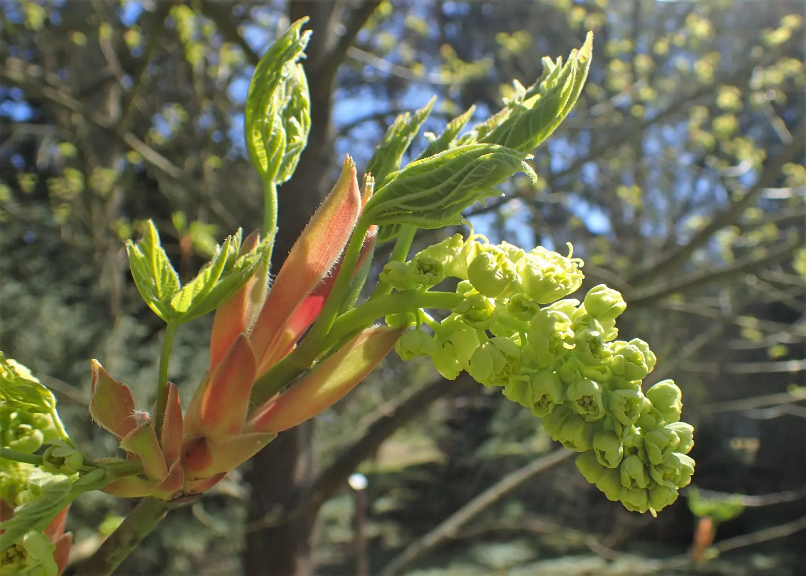 Bigleaf Maple (Acer Macrophyllum) — well-drained soils accompanied by full sun to partial shade exposure; tree for full or half or shade