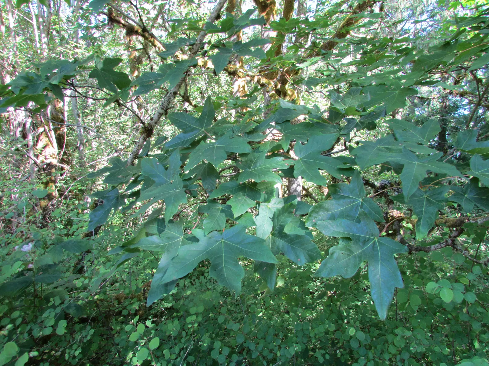 Bigleaf Maple (Acer Macrophyllum) — it rises to a commanding height of 50 to 100 feet with a canopy spread almost equally wide; its bark is textured and grey