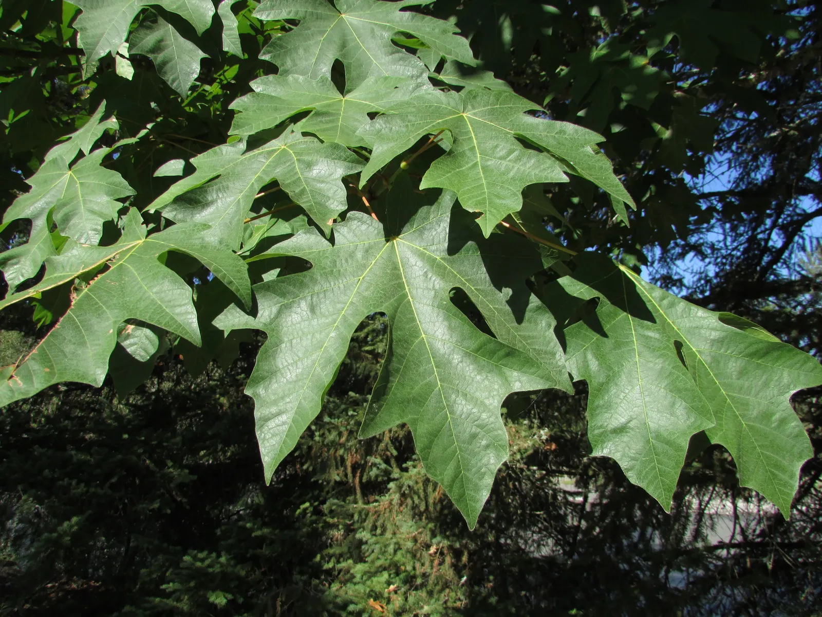 Bigleaf Maple (Acer Macrophyllum) — This arboreal giant serves as a canopy tree in natural settings or as a specimen tree in spacious landscapes