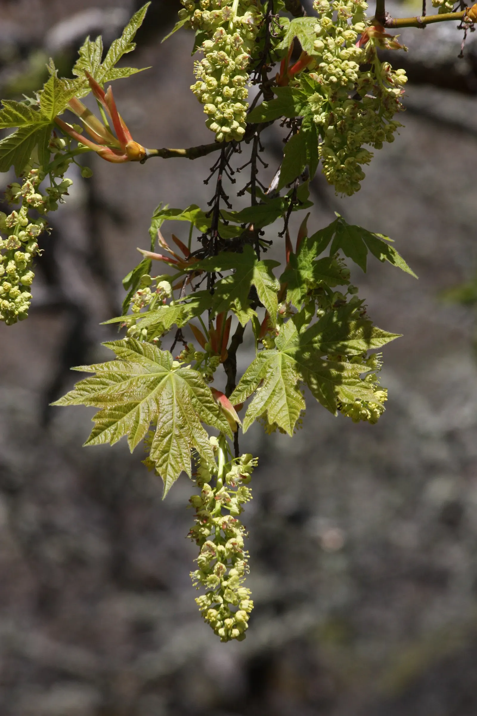 Bigleaf Maple (Acer Macrophyllum) — Its bark is textured and grey, adding visual interest, especially in the winter months