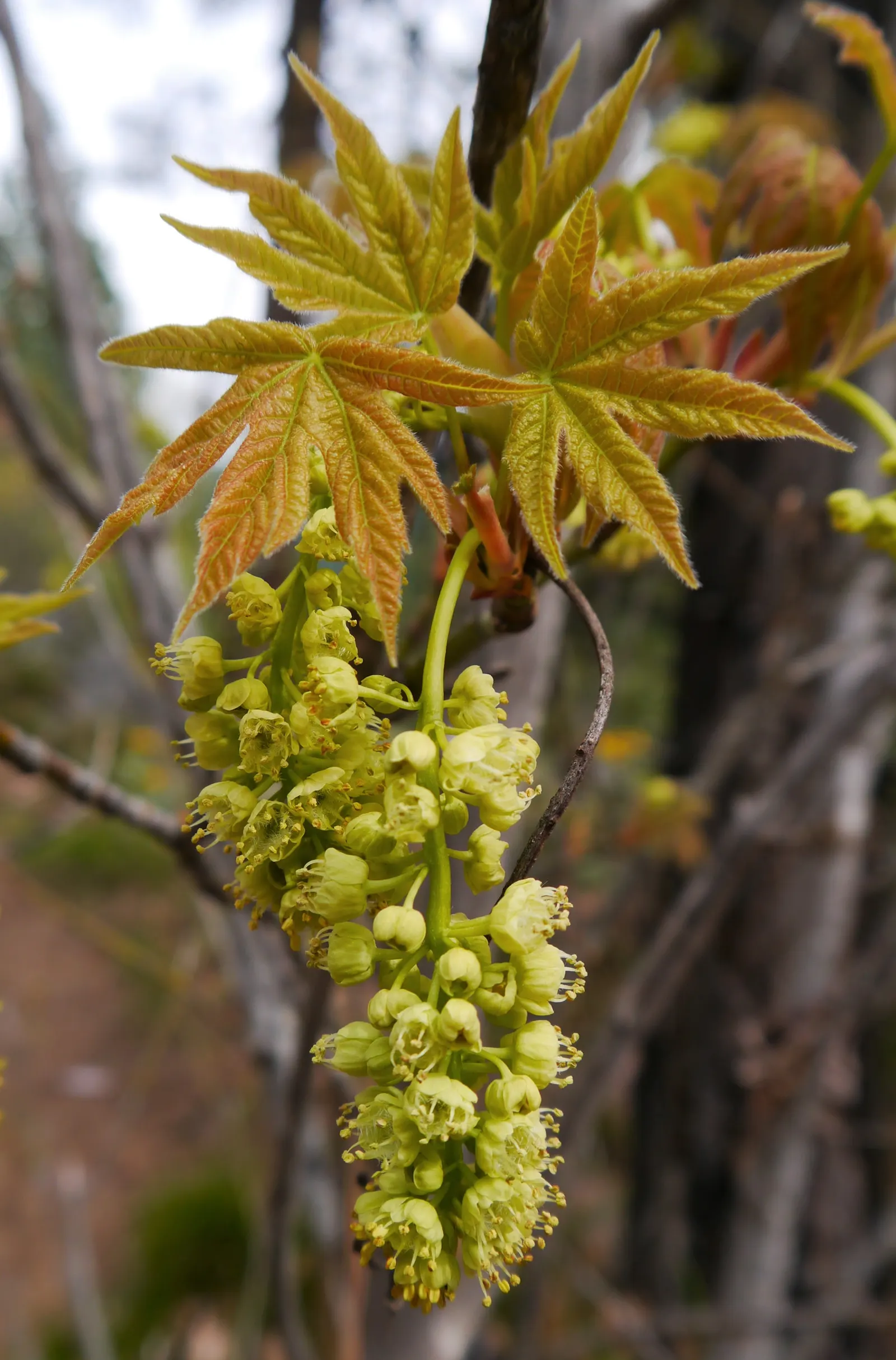 Bigleaf Maple (Acer Macrophyllum) — yellow flowers in the garden
