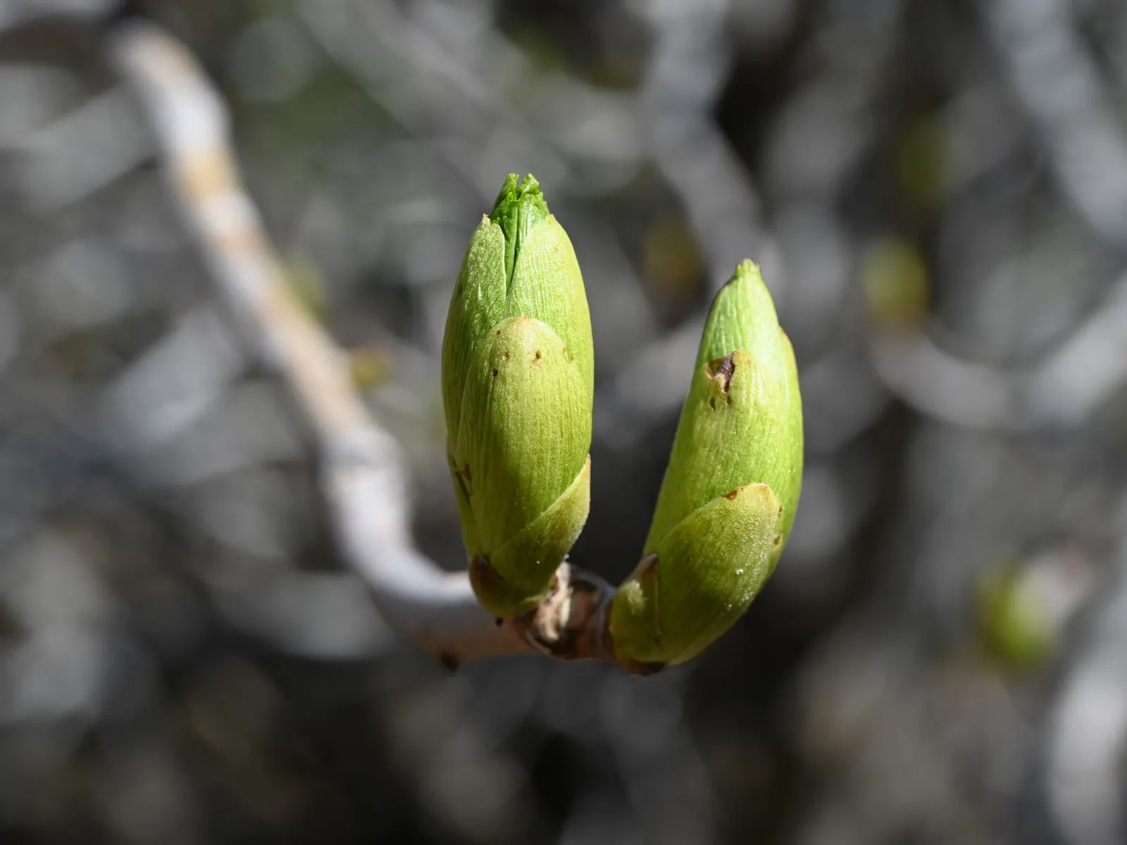 Bigleaf Maple (Acer Macrophyllum) — which later give way to the winged fruit samaras that nature enthusiasts and wildlife cherish; with a mature, image 68