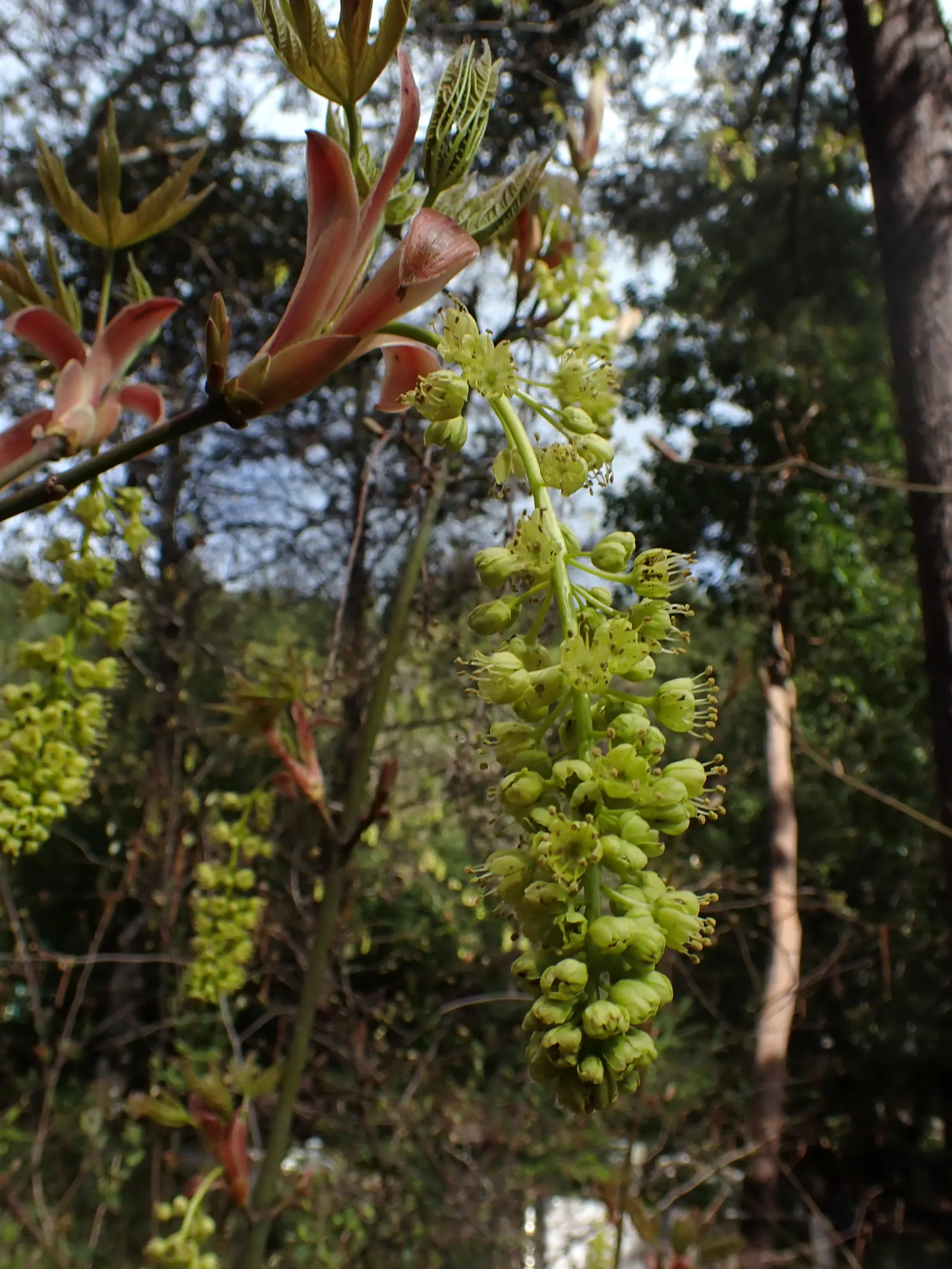 Bigleaf Maple (Acer Macrophyllum) — which later give way to the winged fruit samaras that nature enthusiasts and wildlife cherish