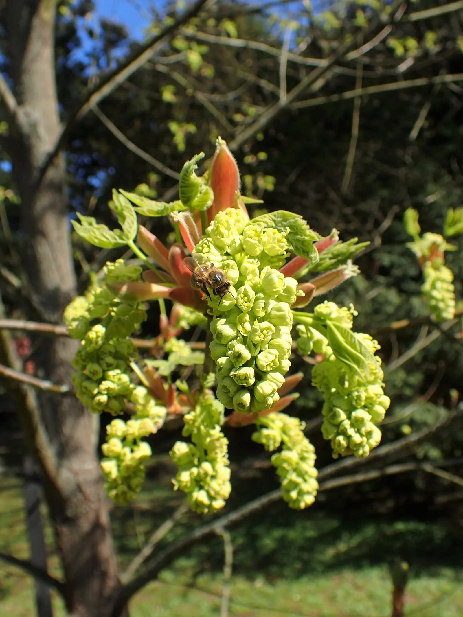 Bigleaf Maple (Acer Macrophyllum) — uniquely the largest among maples