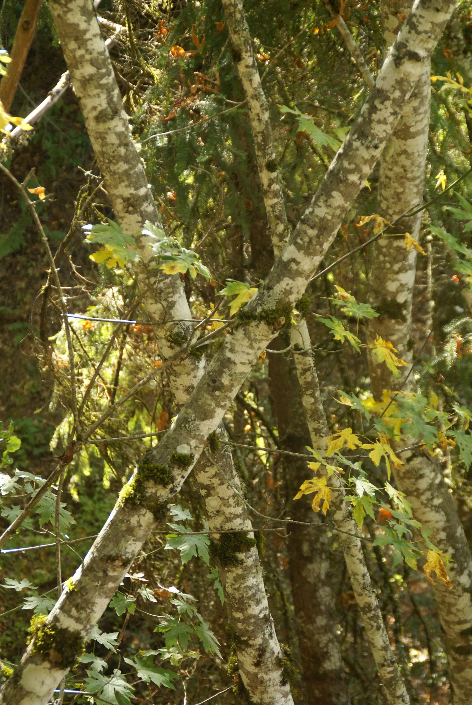 Bigleaf Maple (Acer Macrophyllum) — Hardiness is within USDA zones 5 through 9