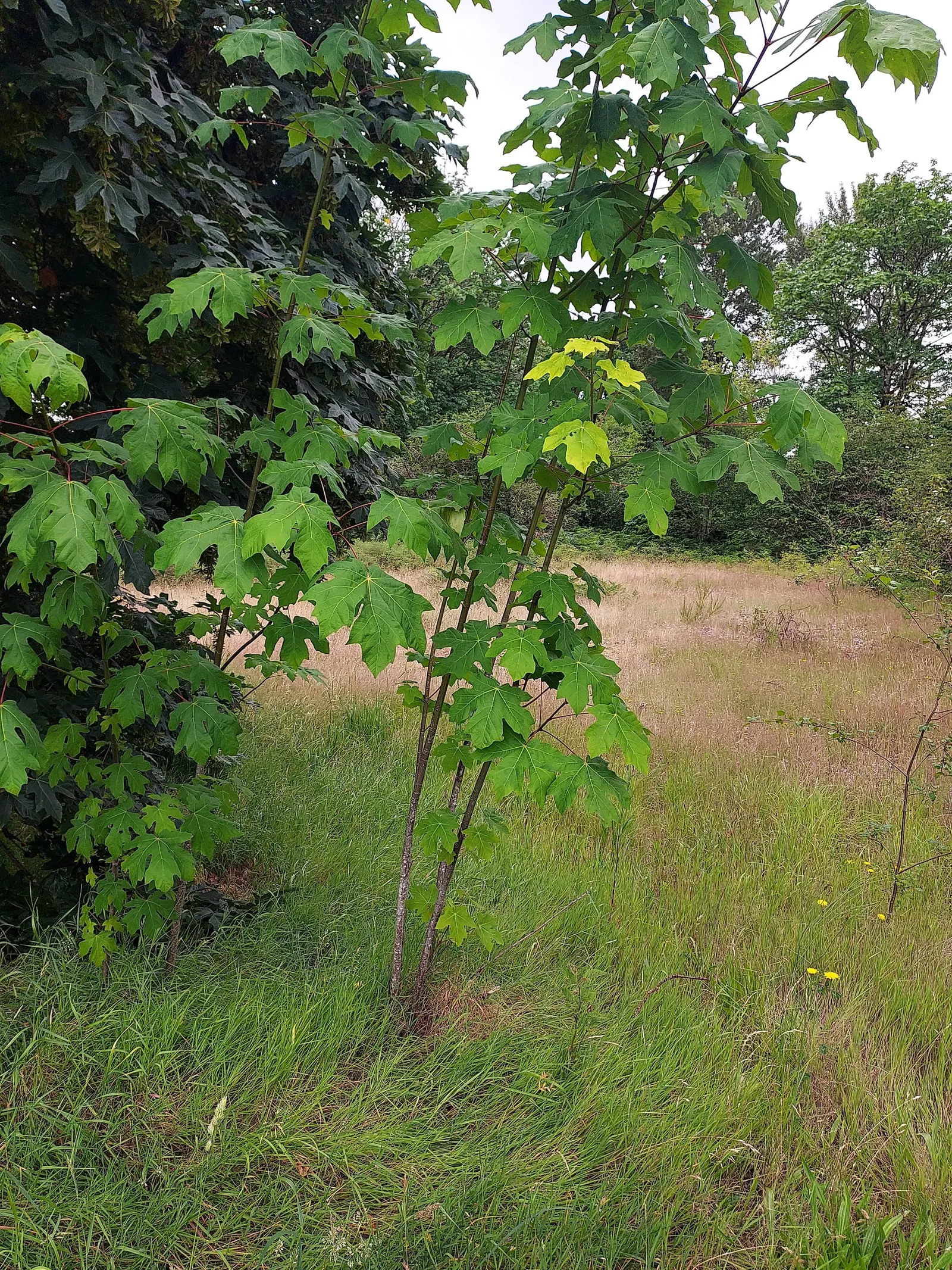 Bigleaf Maple (Acer Macrophyllum) — Ideal for spacious landscapes; hardiness is within USDA zones 5 through 9, image 59