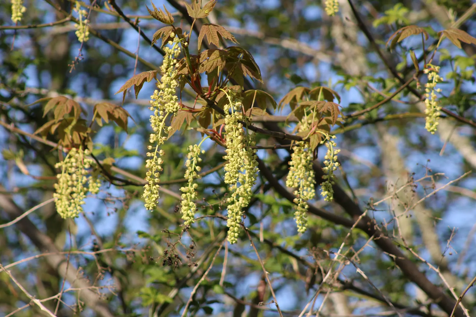 Bigleaf Maple (Acer Macrophyllum) — a magnificent deciduous tree native to the western coast of North America