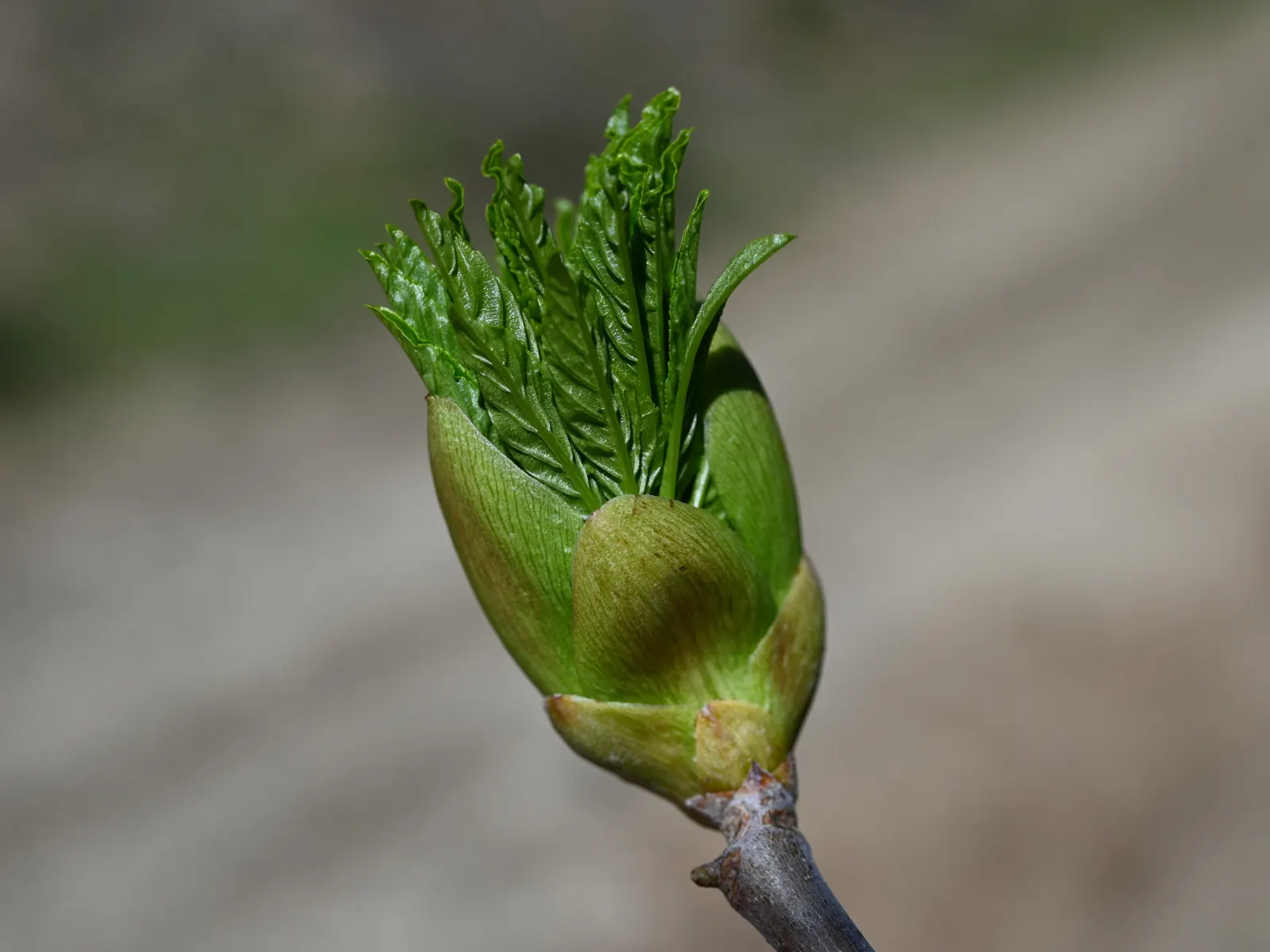 Bigleaf Maple (Acer Macrophyllum) — the Bigleaf Maple is lauded for its capacity to sustain a variety of wildlife; this arboreal giant serves as a canopy tree
