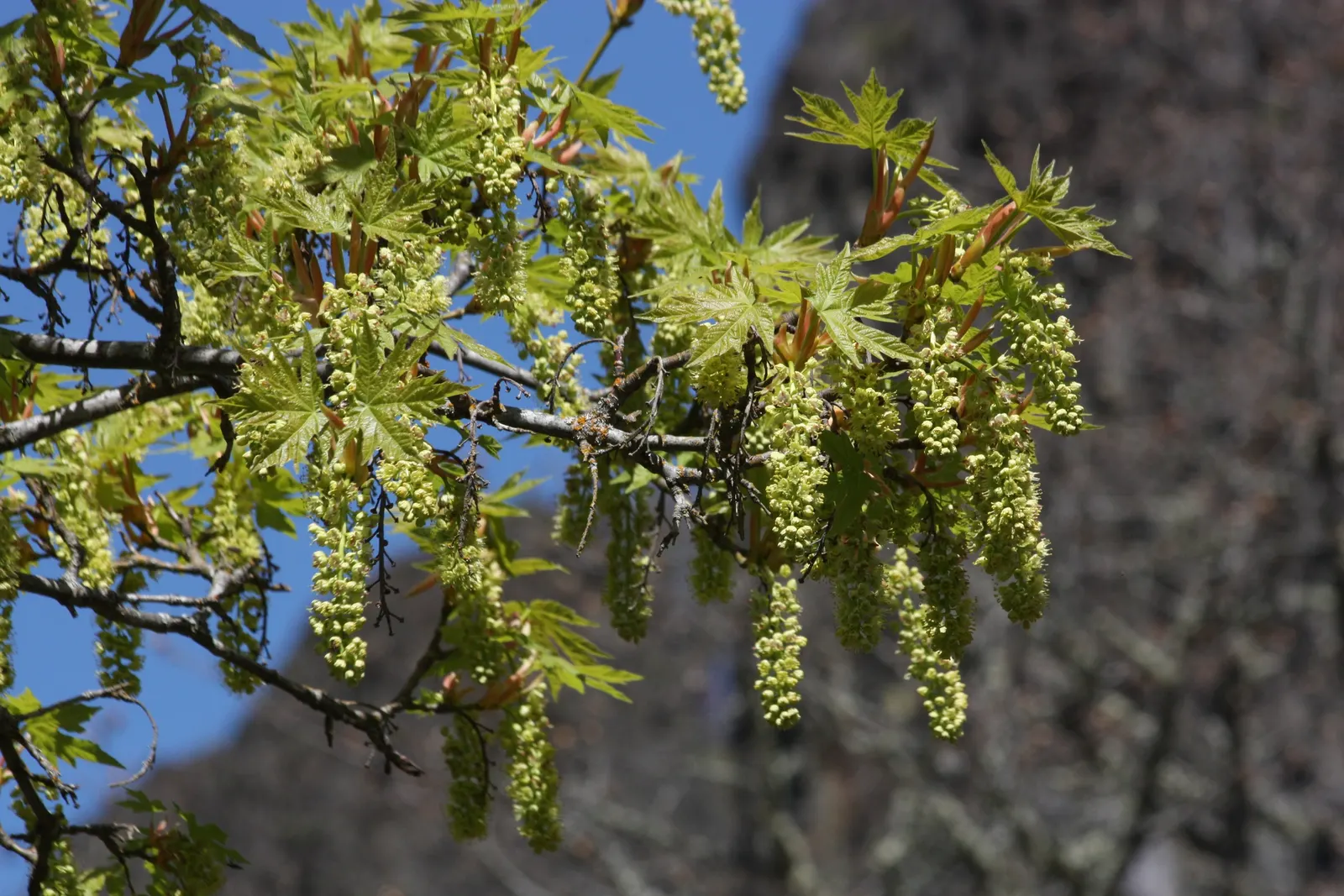 Bigleaf Maple (Acer Macrophyllum) — The Bigleaf Maple's tendency to grow in a multi-stemmed form can be visually striking