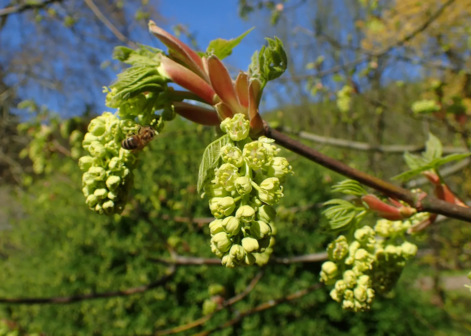 Bigleaf Maple (Acer Macrophyllum) — thus enhancing biodiversity within its vicinity; is a deciduous tree notable for its expansive