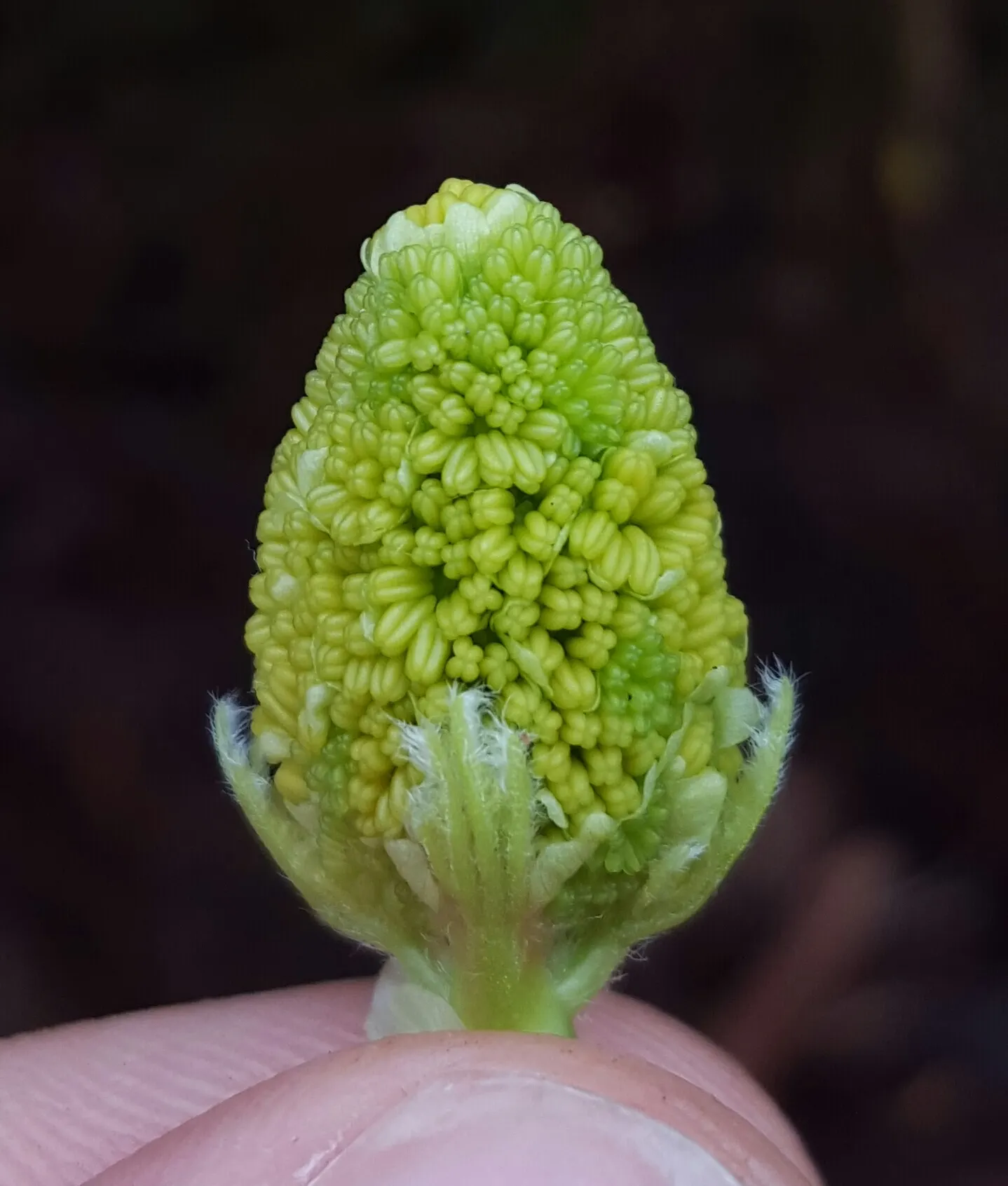 Bigleaf Maple (Acer Macrophyllum) — In spring, yellow-green flowers adorn the tree, later maturing into winged samaras; reaching an impressive span, image 58
