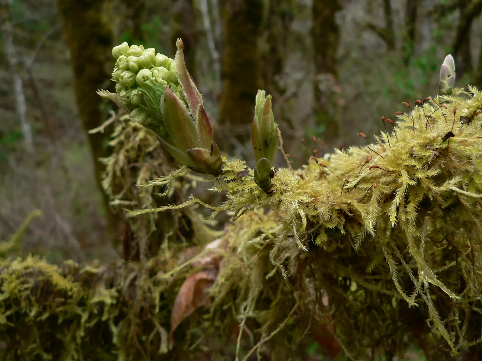 Bigleaf Maple (Acer Macrophyllum) — is esteemed for its grandeur and ecological contribution