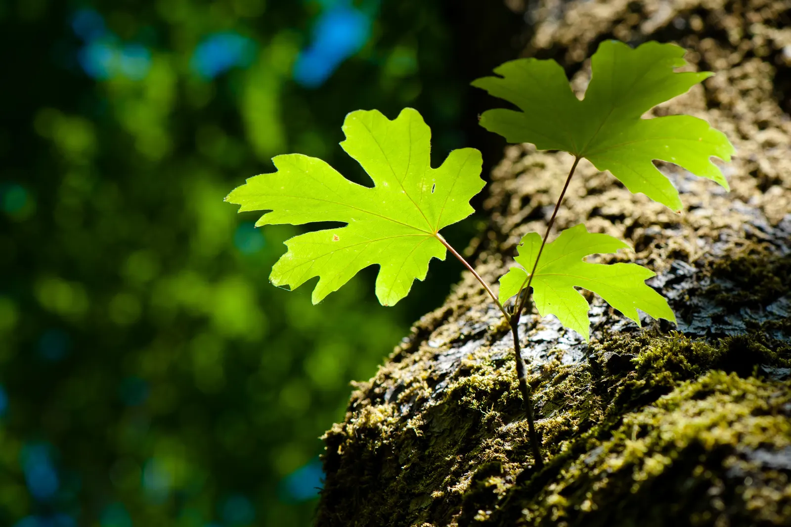Bigleaf Maple (Acer Macrophyllum) — thus enhancing biodiversity within its vicinity