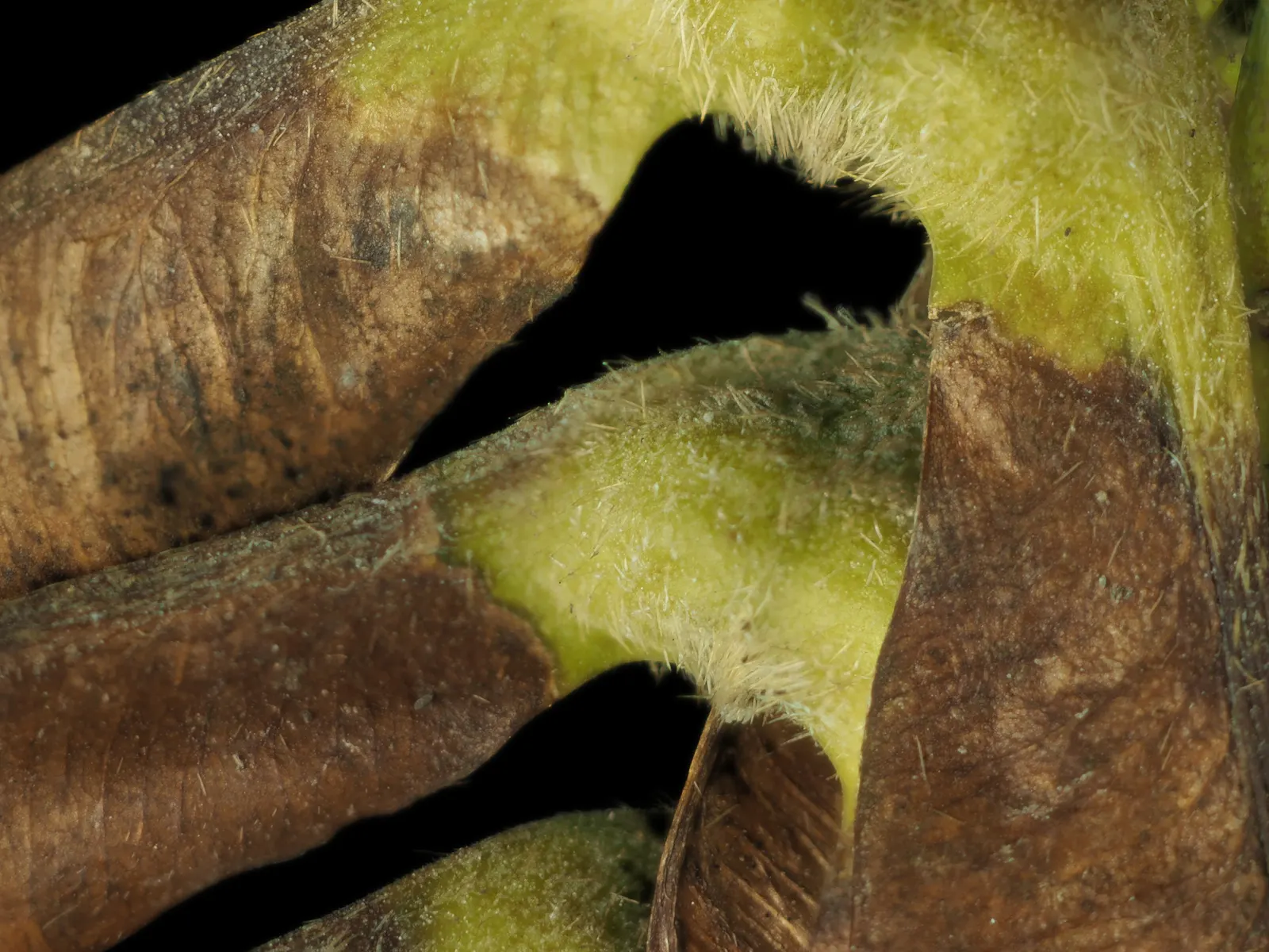 Bigleaf Maple (Acer Macrophyllum) — This species is characterized by its expansive