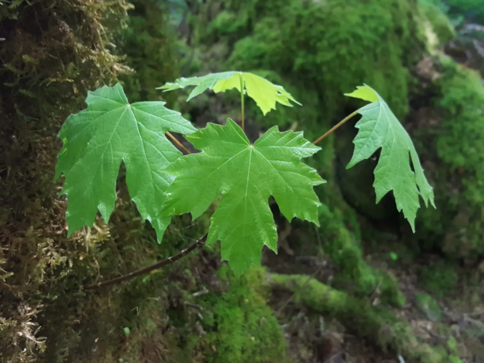 Bigleaf Maple (Acer Macrophyllum) — the Bigleaf Maple is lauded for its capacity to sustain a variety of wildlife