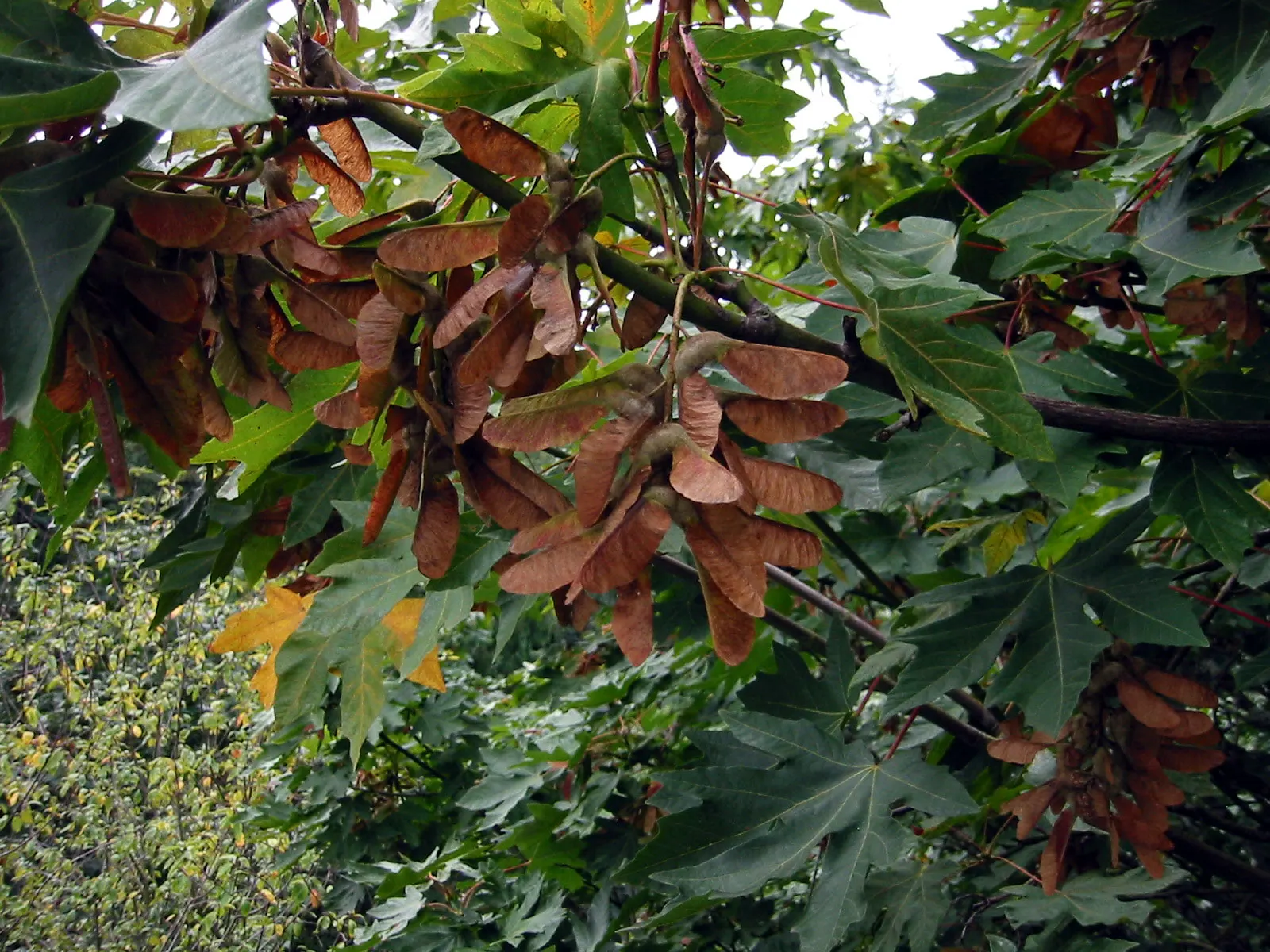Bigleaf Maple (Acer Macrophyllum) — thus enhancing biodiversity within its vicinity; is a deciduous tree notable for its expansive, image 75