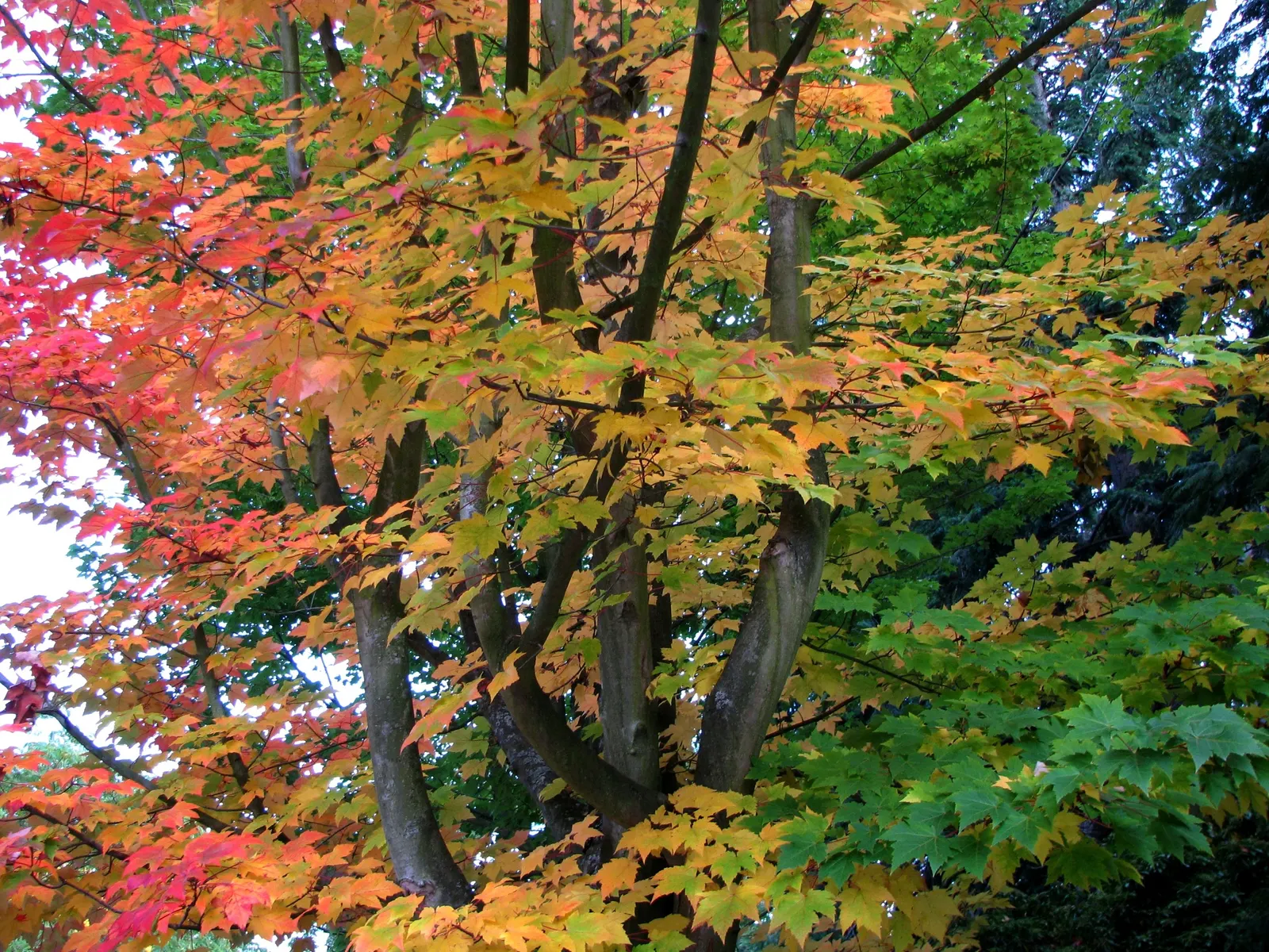 Bigleaf Maple (Acer Macrophyllum) — This species is characterized by its expansive; the Bigleaf Maple is lauded for its capacity to sustain a, image 63