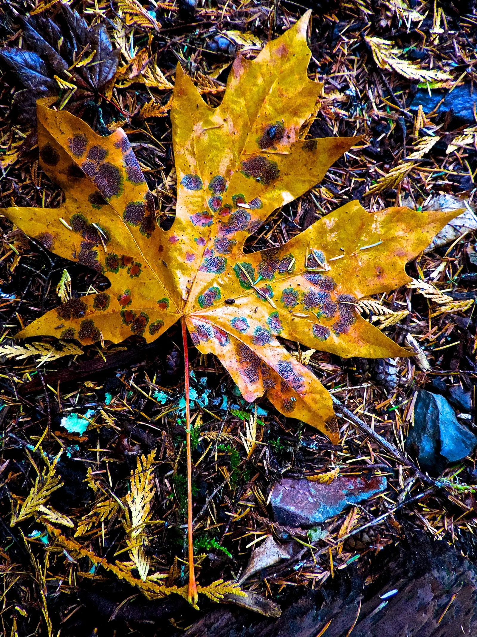 Bigleaf Maple (Acer Macrophyllum) — tree with yellow blooms; which later give way to the winged fruit samaras that nature enthusiasts and wildlife, image 77