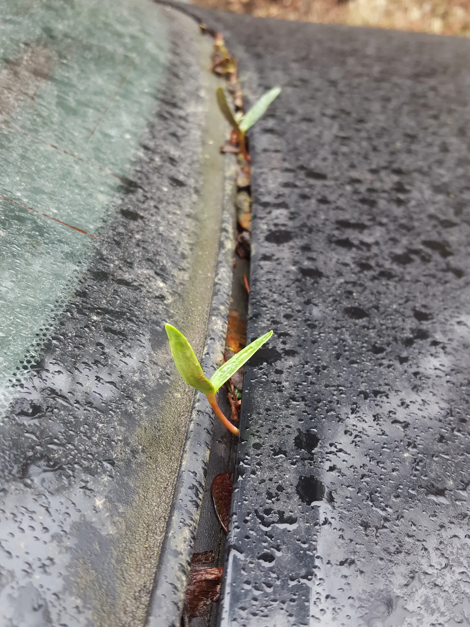 Bigleaf Maple (Acer Macrophyllum) — The Bigleaf Maple's tendency to grow in a multi-stemmed form can be visually striking; well-drained soils, image 70