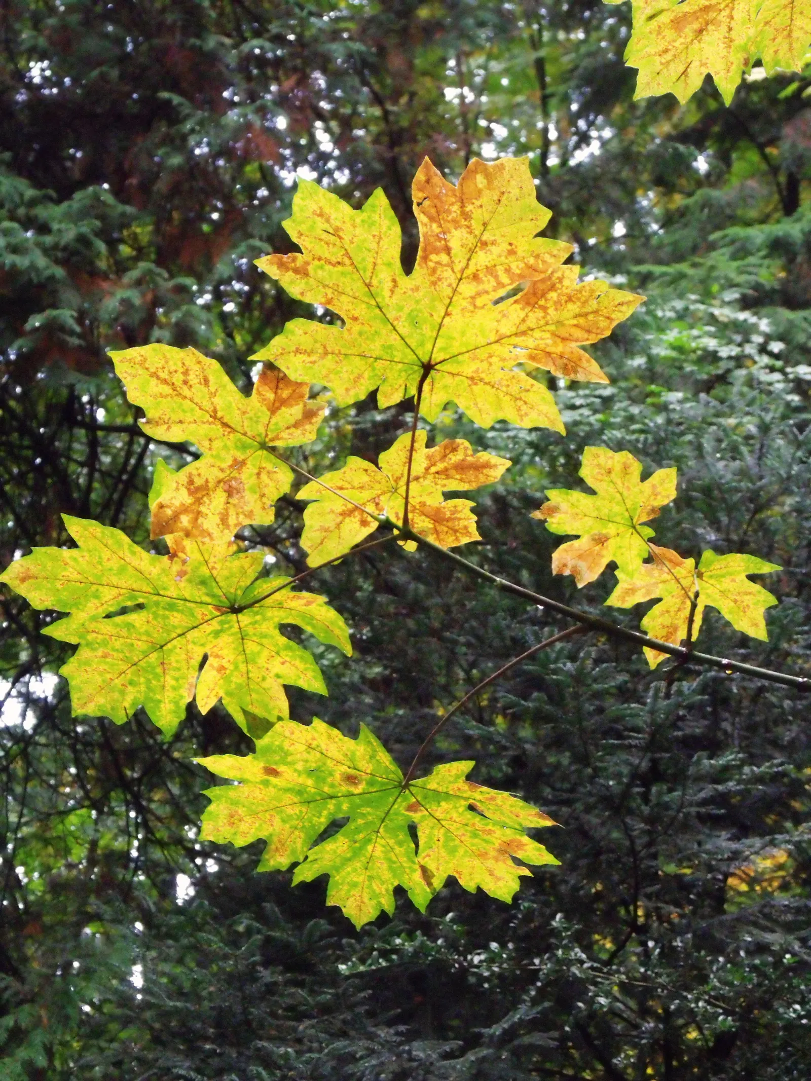 Bigleaf Maple (Acer Macrophyllum) — Hardiness is within USDA zones 5 through 9; ideal for spacious landscapes, image 72