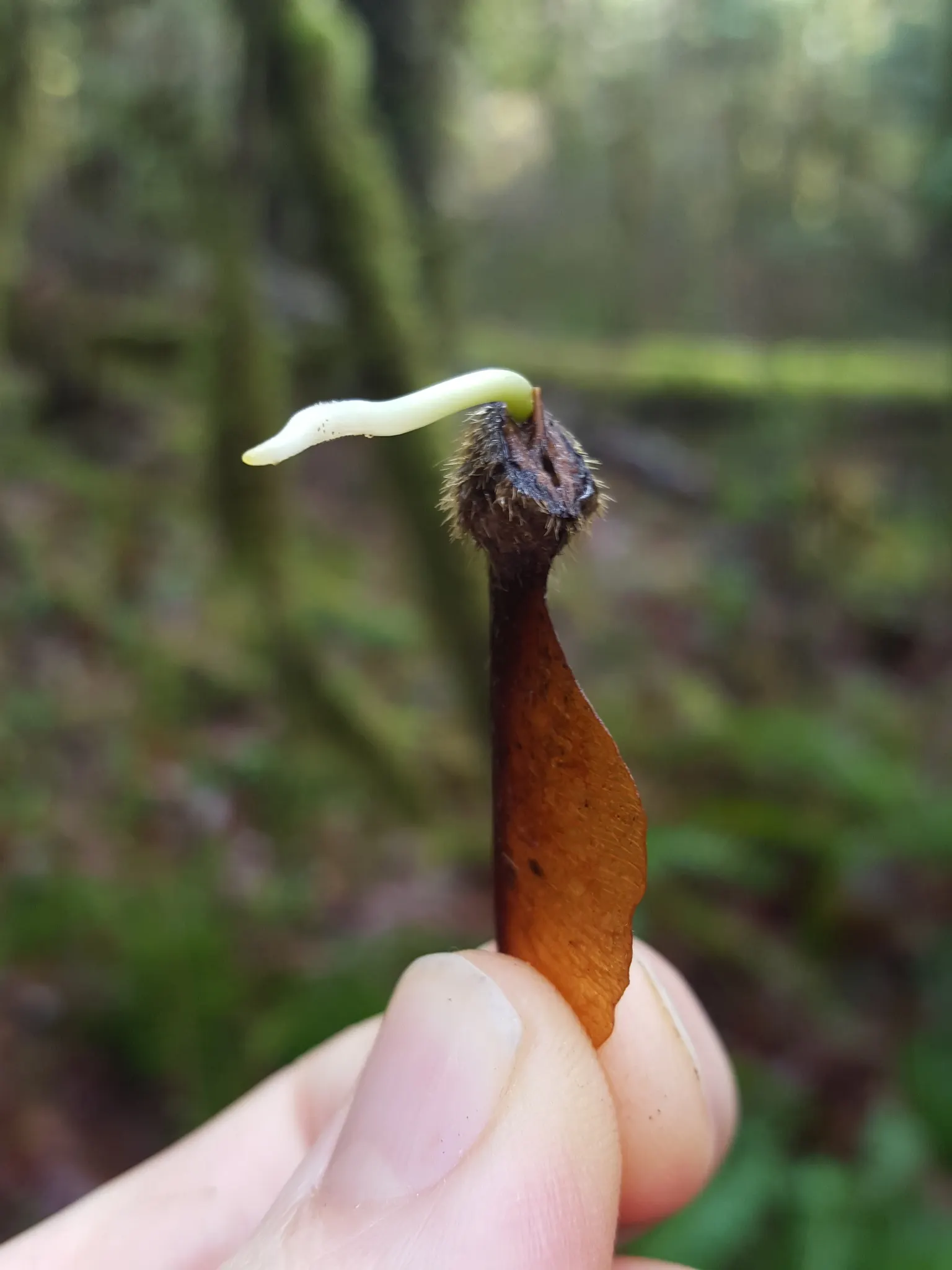 Bigleaf Maple (Acer Macrophyllum) — reaching an impressive span of up to 12 inches across; is esteemed for its grandeur and ecological contribution, image 65