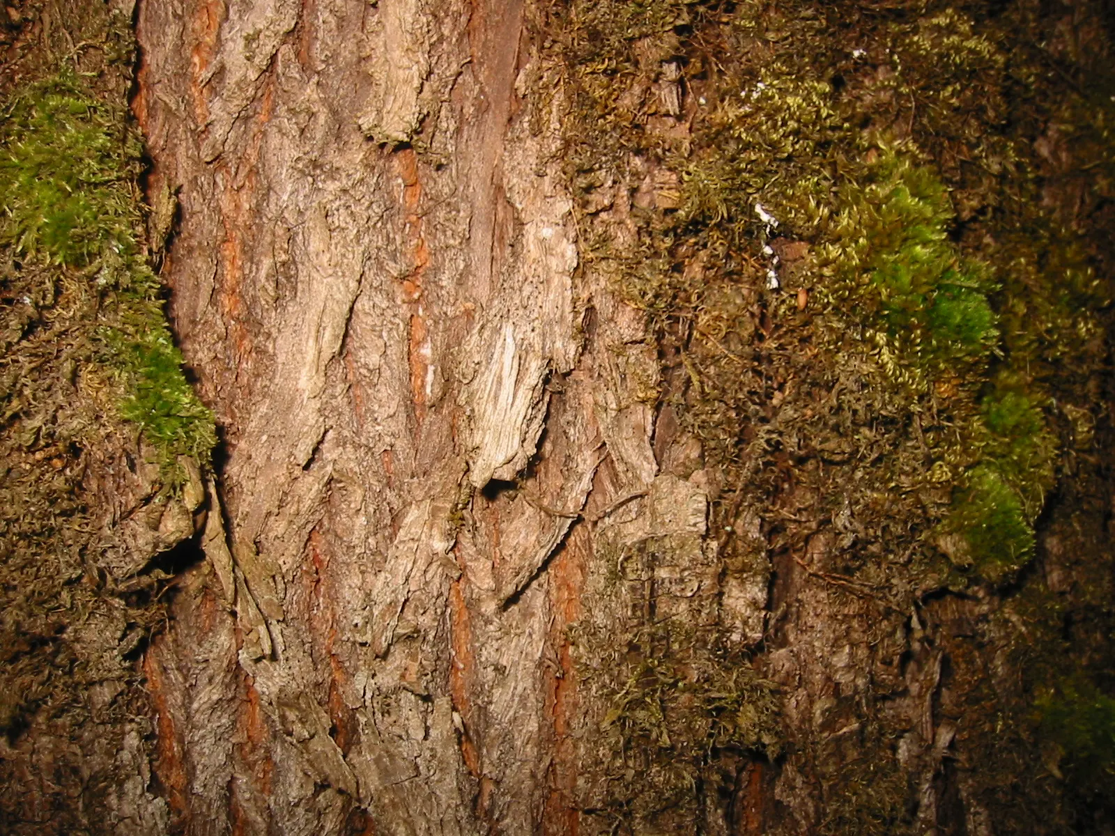 Bigleaf Maple (Acer Macrophyllum) — commonly known as Bigleaf Maple; it thrives in the moist, well-drained soils of its native Pacific Northwest, image 79