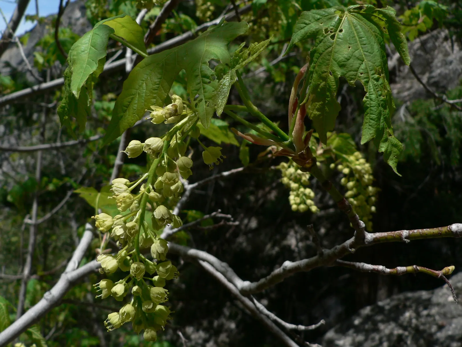 Bigleaf Maple (Acer Macrophyllum) — With a mature height of 40-100 feet and a canopy width of up to 50 feet, it provides dense shade; in spring, yellow-green